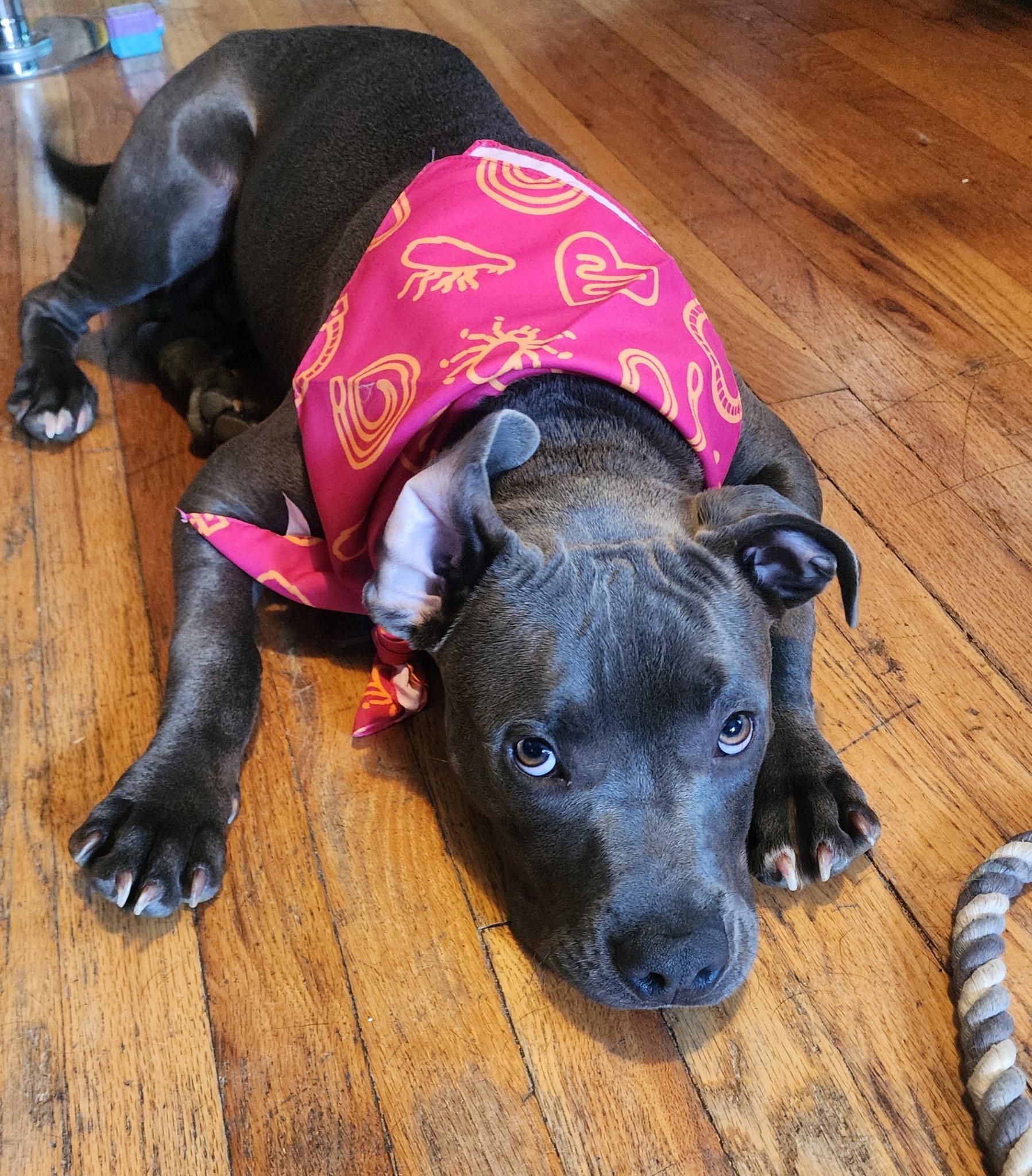 Rocket, an adoptable Pit Bull Terrier in Conifer, CO, 80433 | Photo Image 1