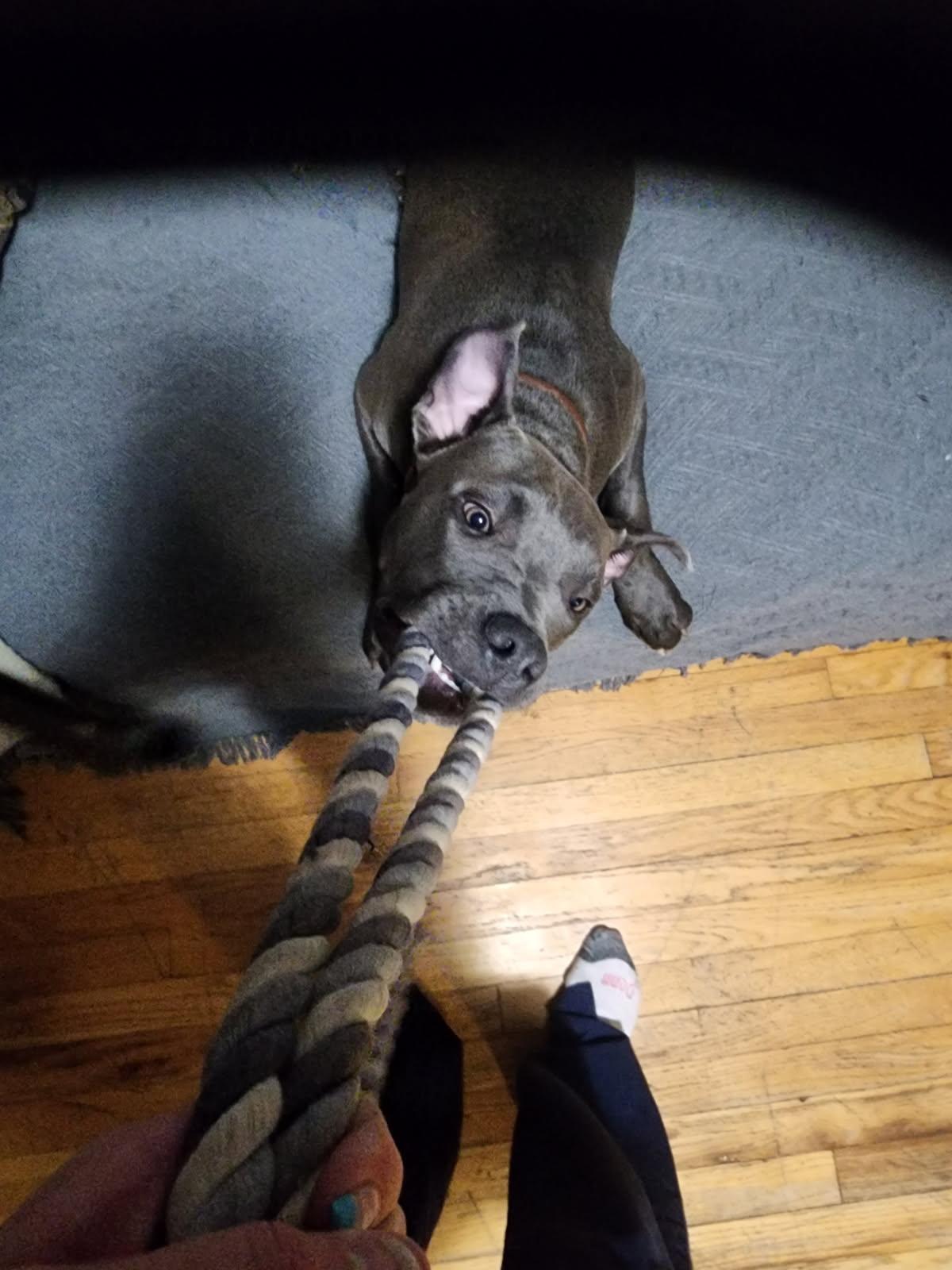 Rocket, an adoptable Pit Bull Terrier in Conifer, CO, 80433 | Photo Image 2