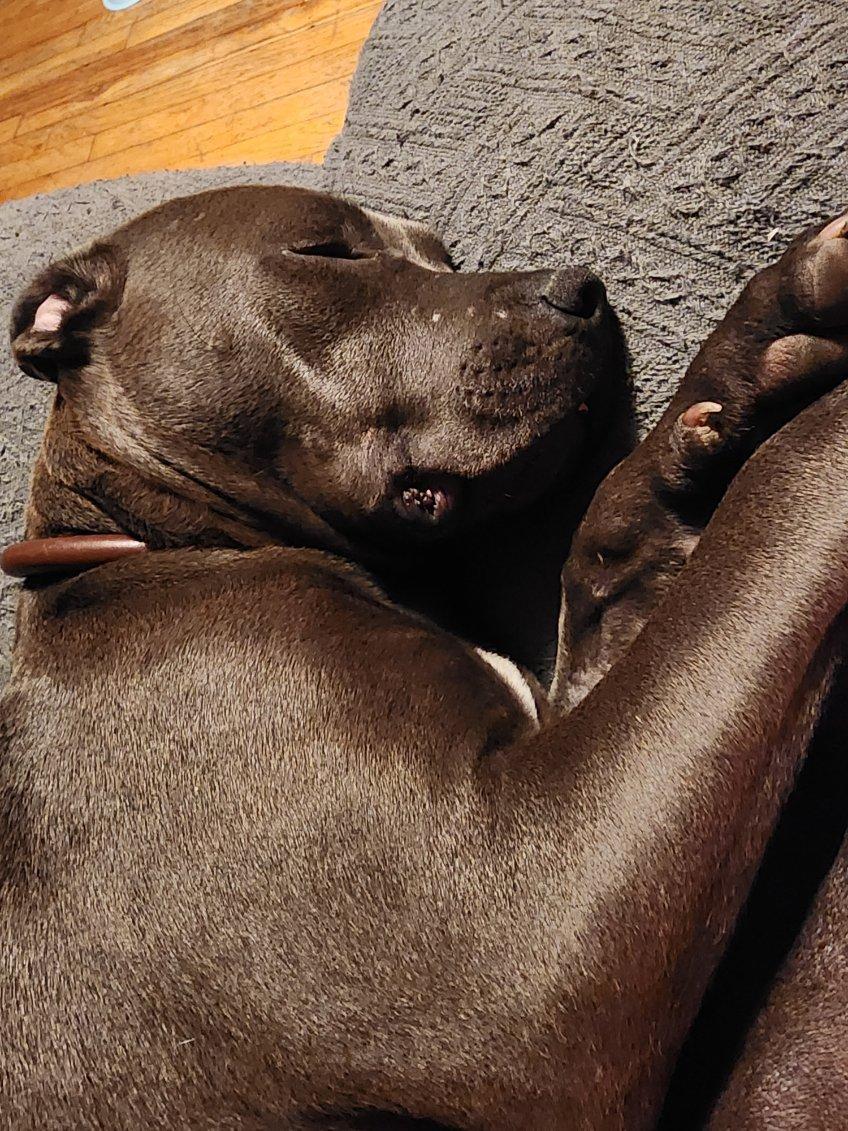 Rocket, an adoptable Pit Bull Terrier in Conifer, CO, 80433 | Photo Image 3