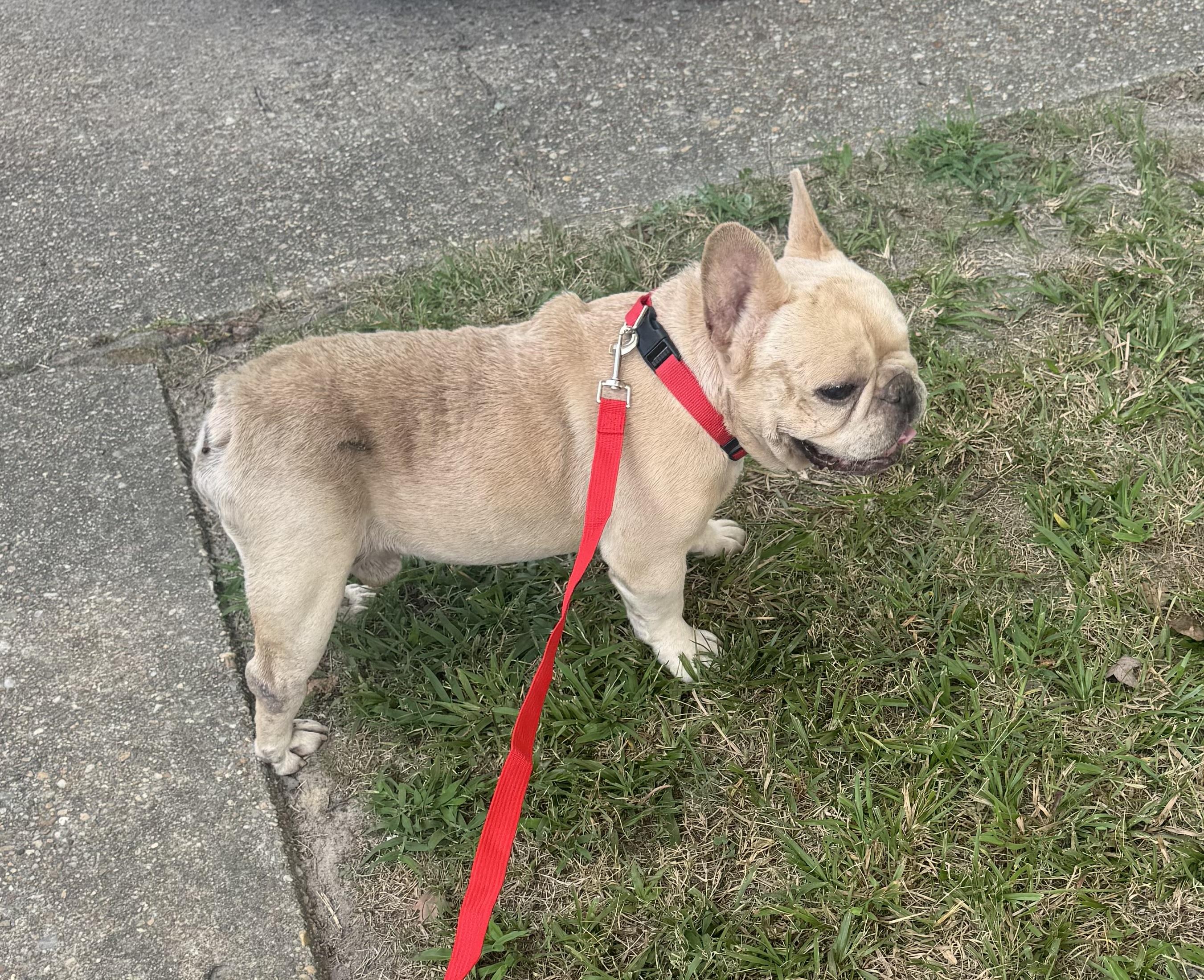 Enlarge Baby Boy, a Adoptable French Bulldog in Yorktown, VA image 3/6