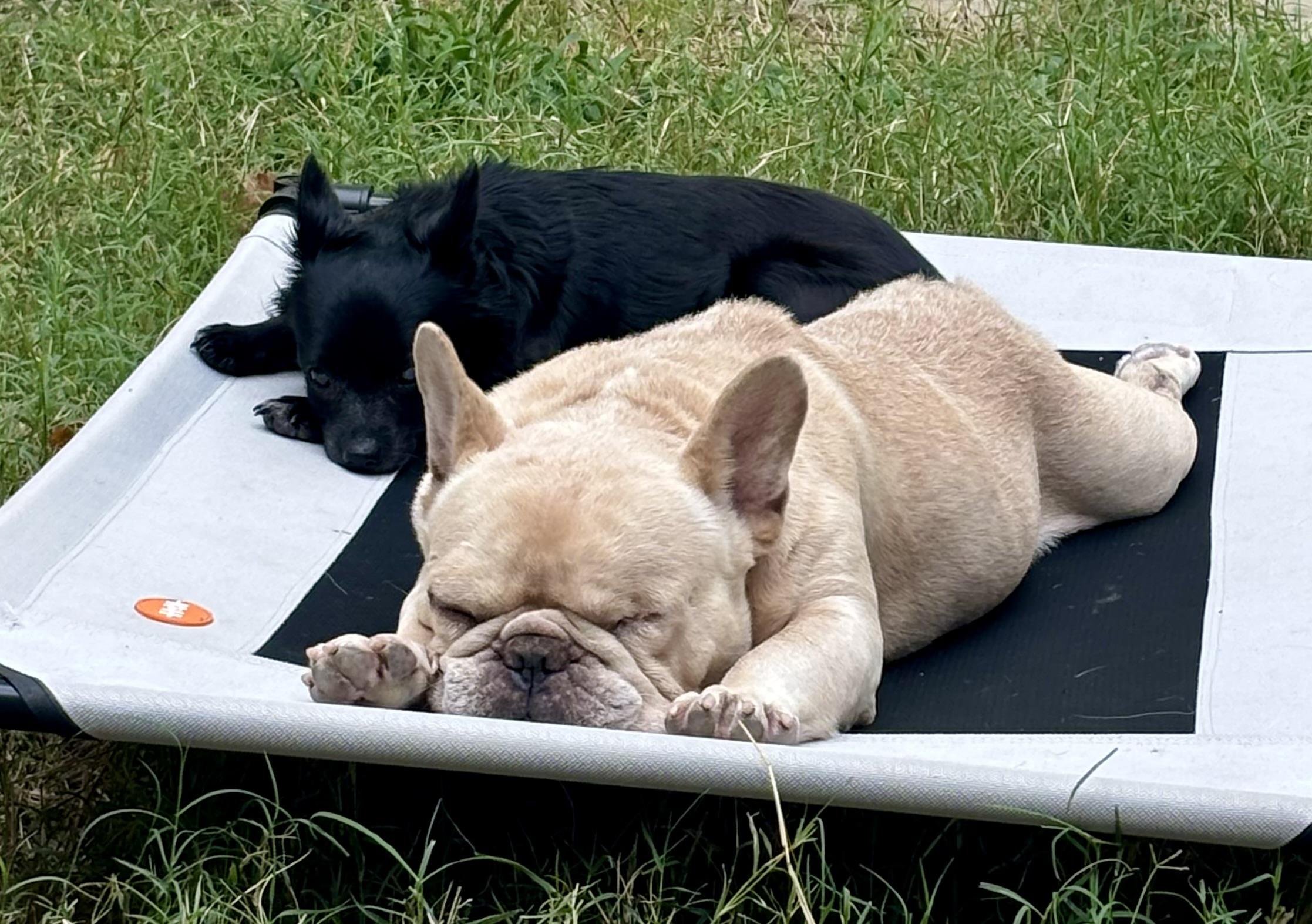 Enlarge Baby Boy, a Adoptable French Bulldog in Yorktown, VA image 2/6