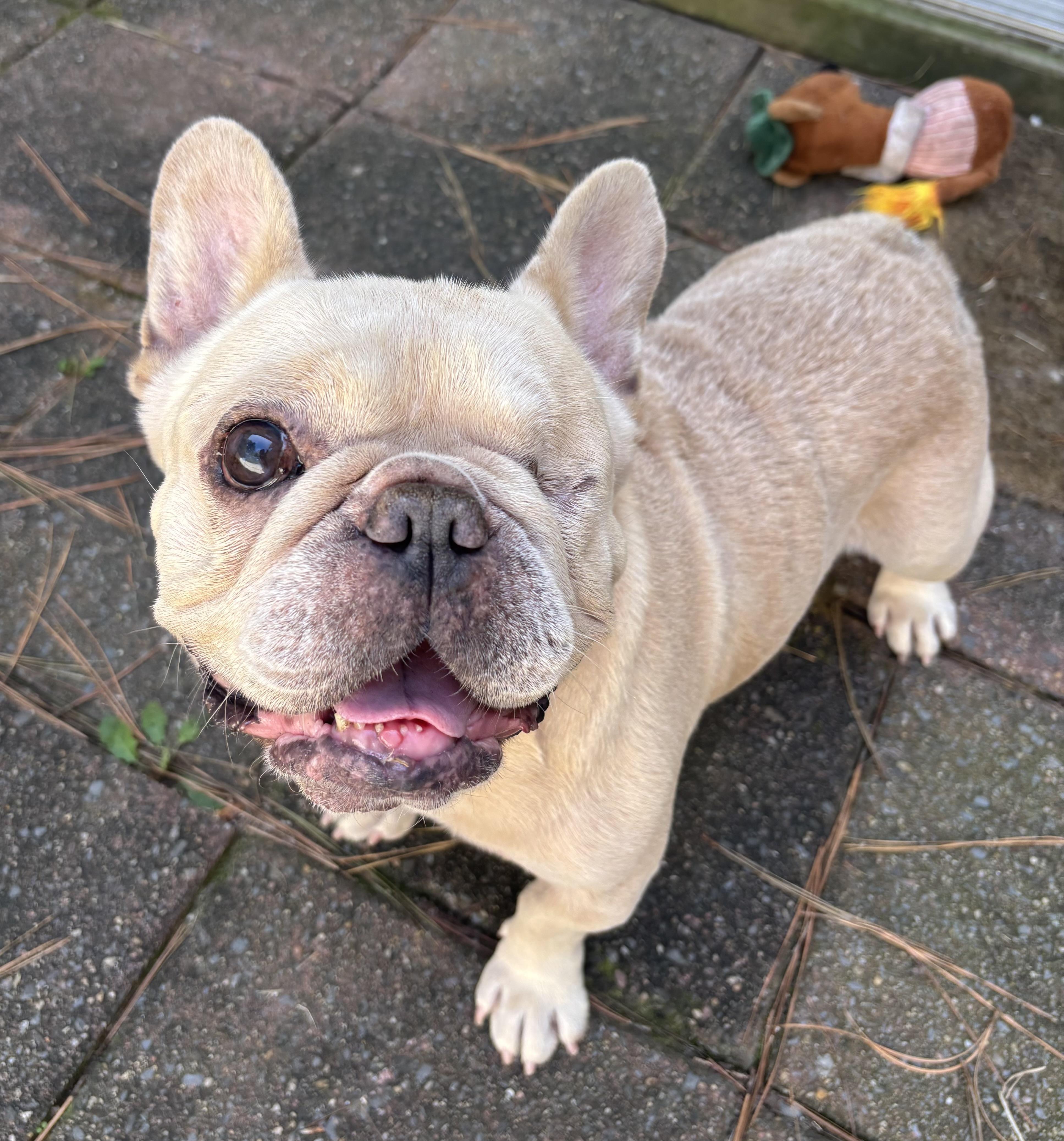 Baby Boy, Adoptable, Adult Male French Bulldog.