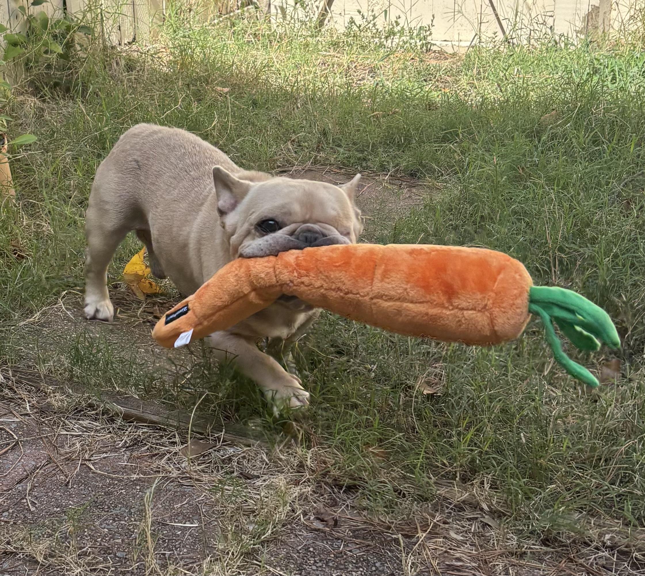 Enlarge Baby Boy, a Adoptable French Bulldog in Yorktown, VA image 6/6