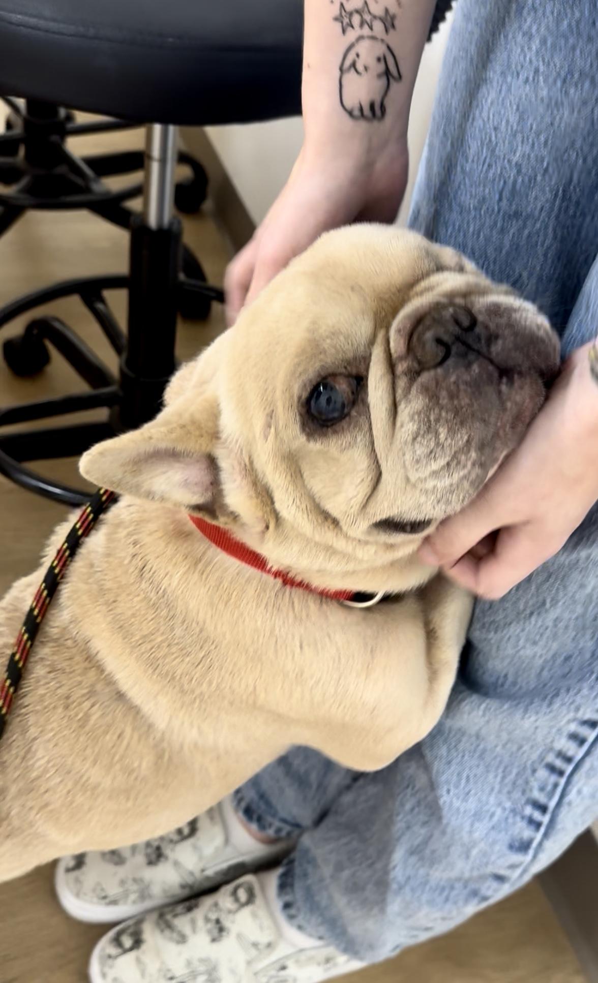 Enlarge Baby Boy, a Adoptable French Bulldog in Yorktown, VA image 5/6