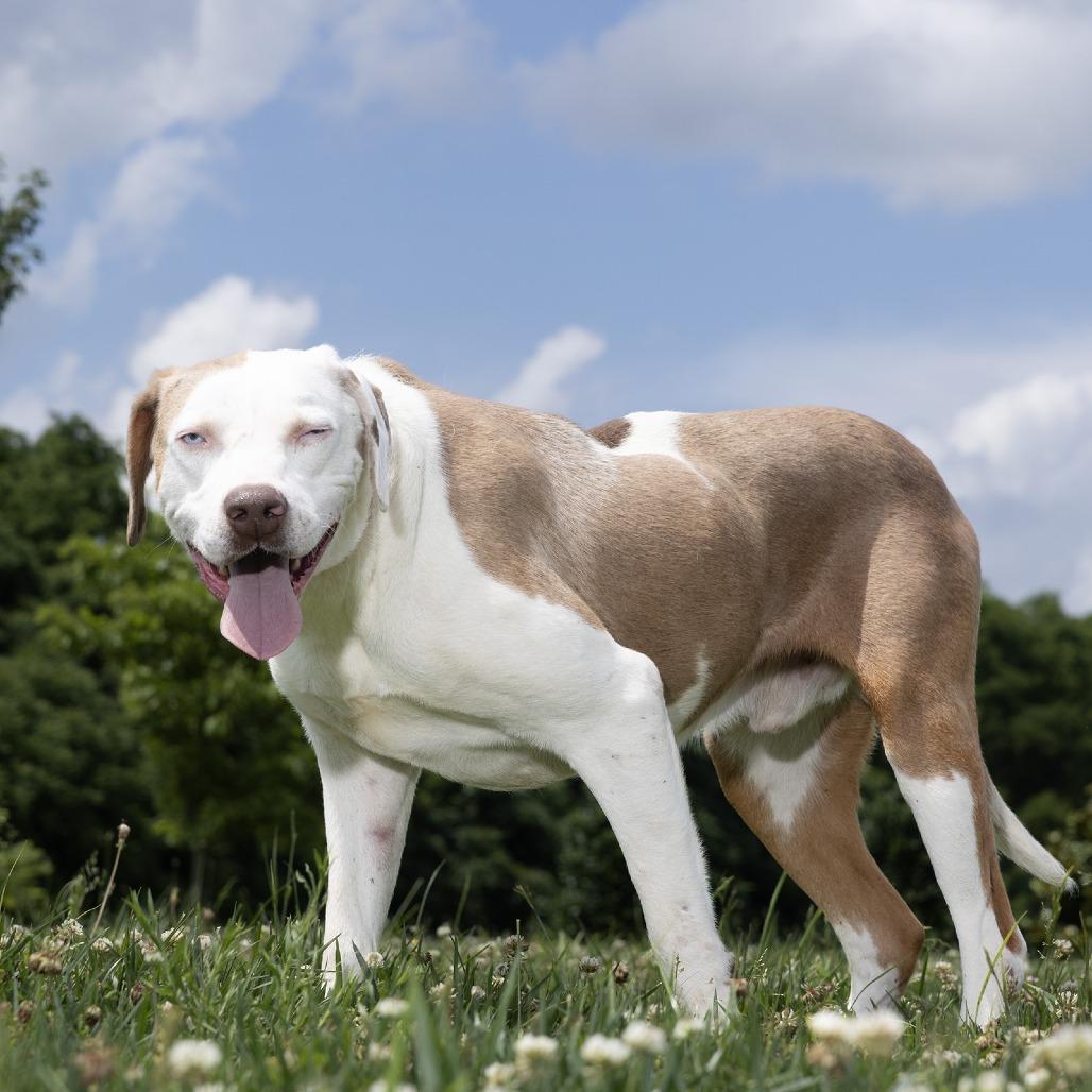 Enlarge Andy, a Adoptable Mixed Breed in Franklin, TN image 1/2
