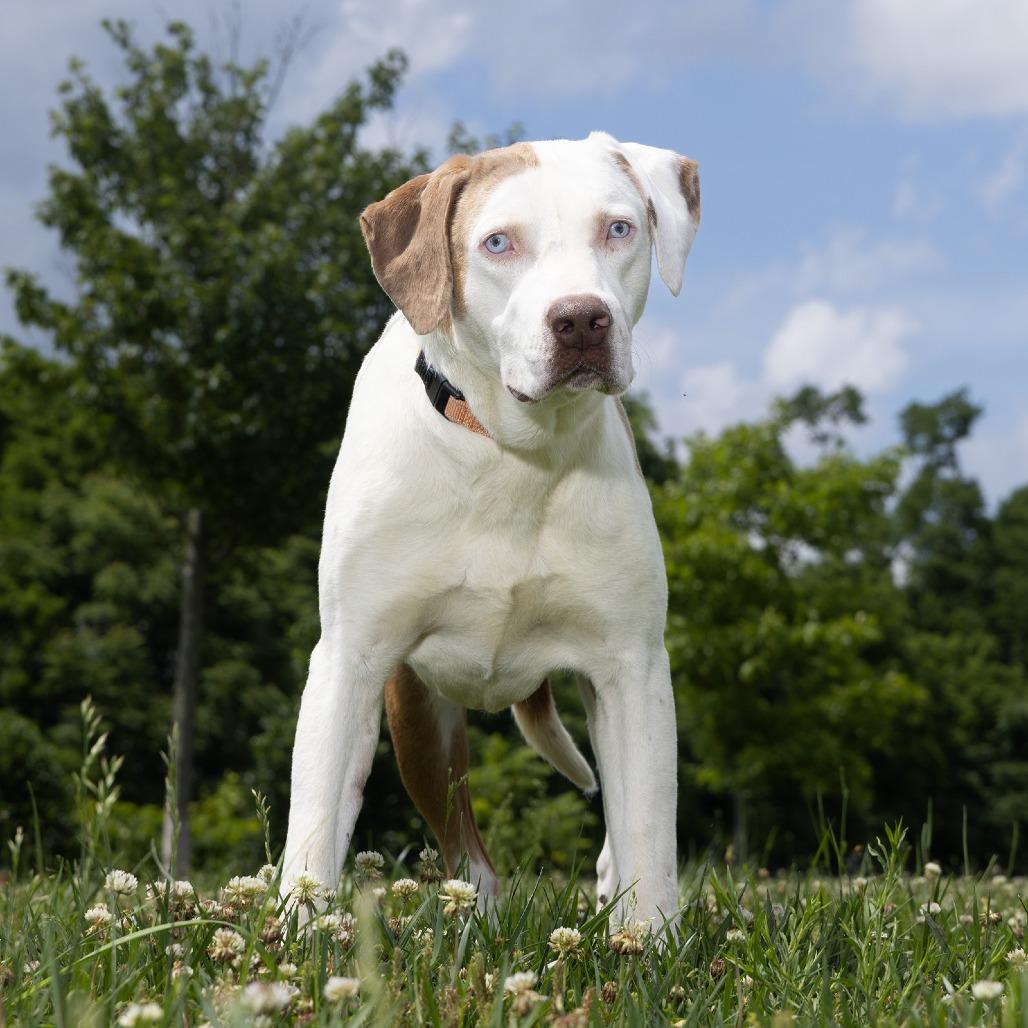 Enlarge Andy, a Adoptable Mixed Breed in Franklin, TN image 2/2