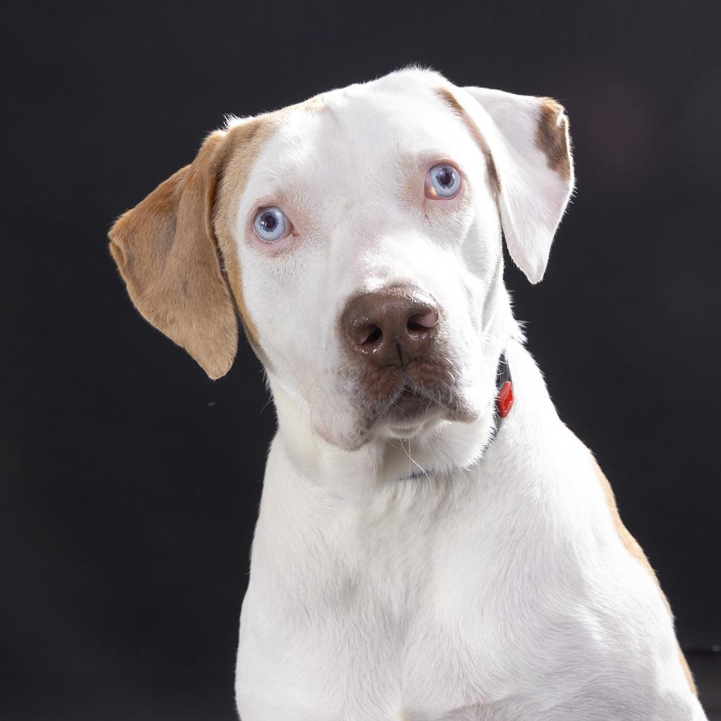 Enlarge Andy, a Adoptable Mixed Breed in Franklin, TN image 3/3