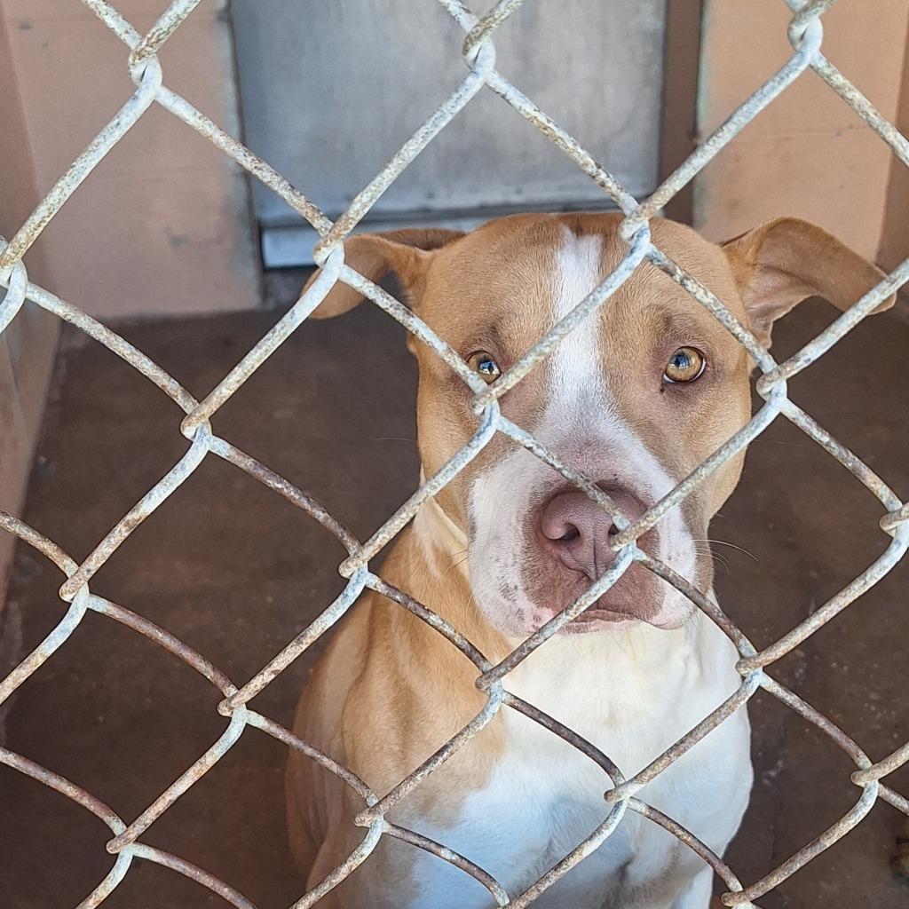 Rafael, Adoptable, Young Male Pit Bull Terrier.