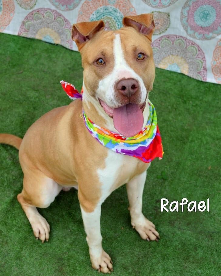 Enlarge Rafael, a Adoptable Pit Bull Terrier in Gautier, MS image 2/2