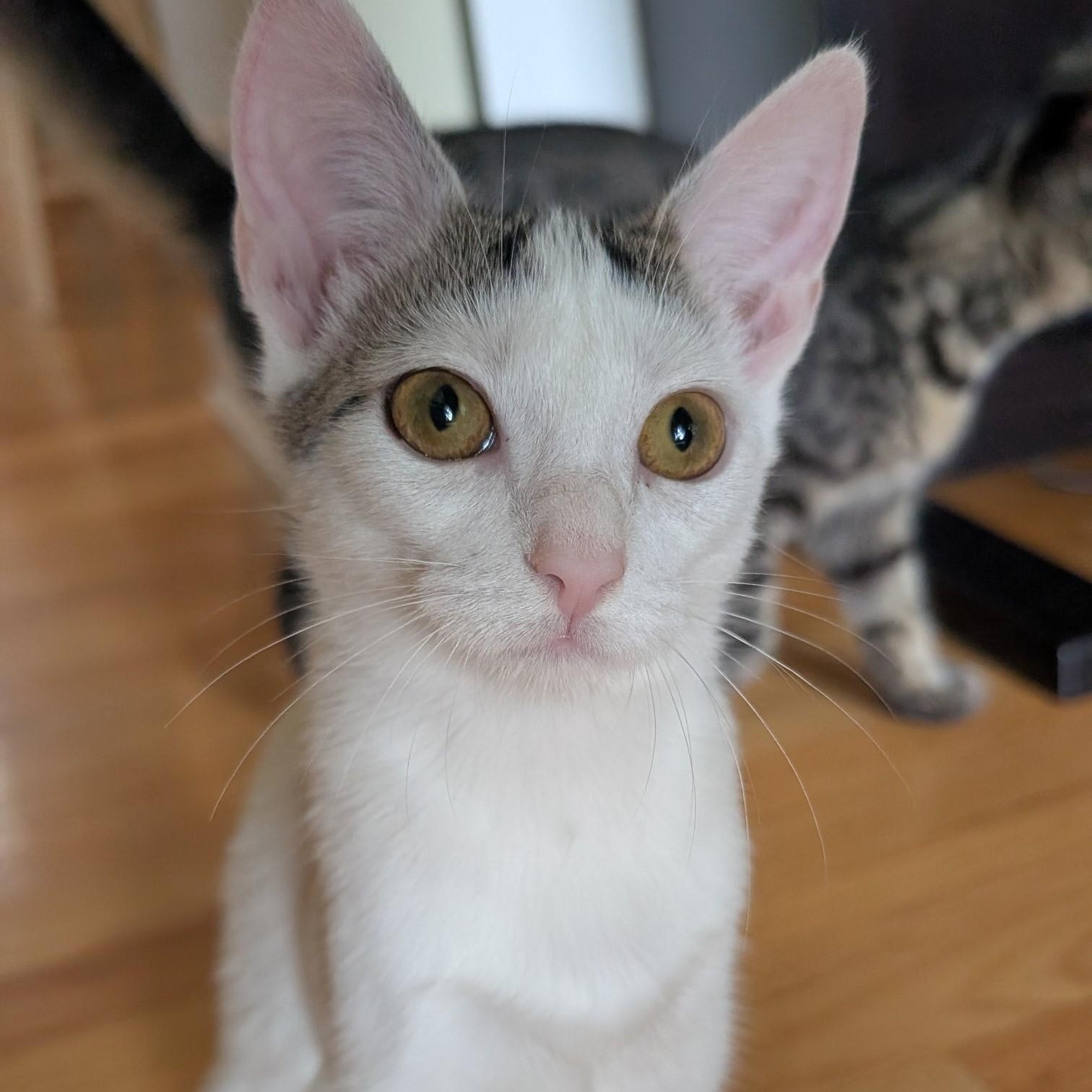 Enola, Adoptable, Kitten Female Domestic Short Hair.