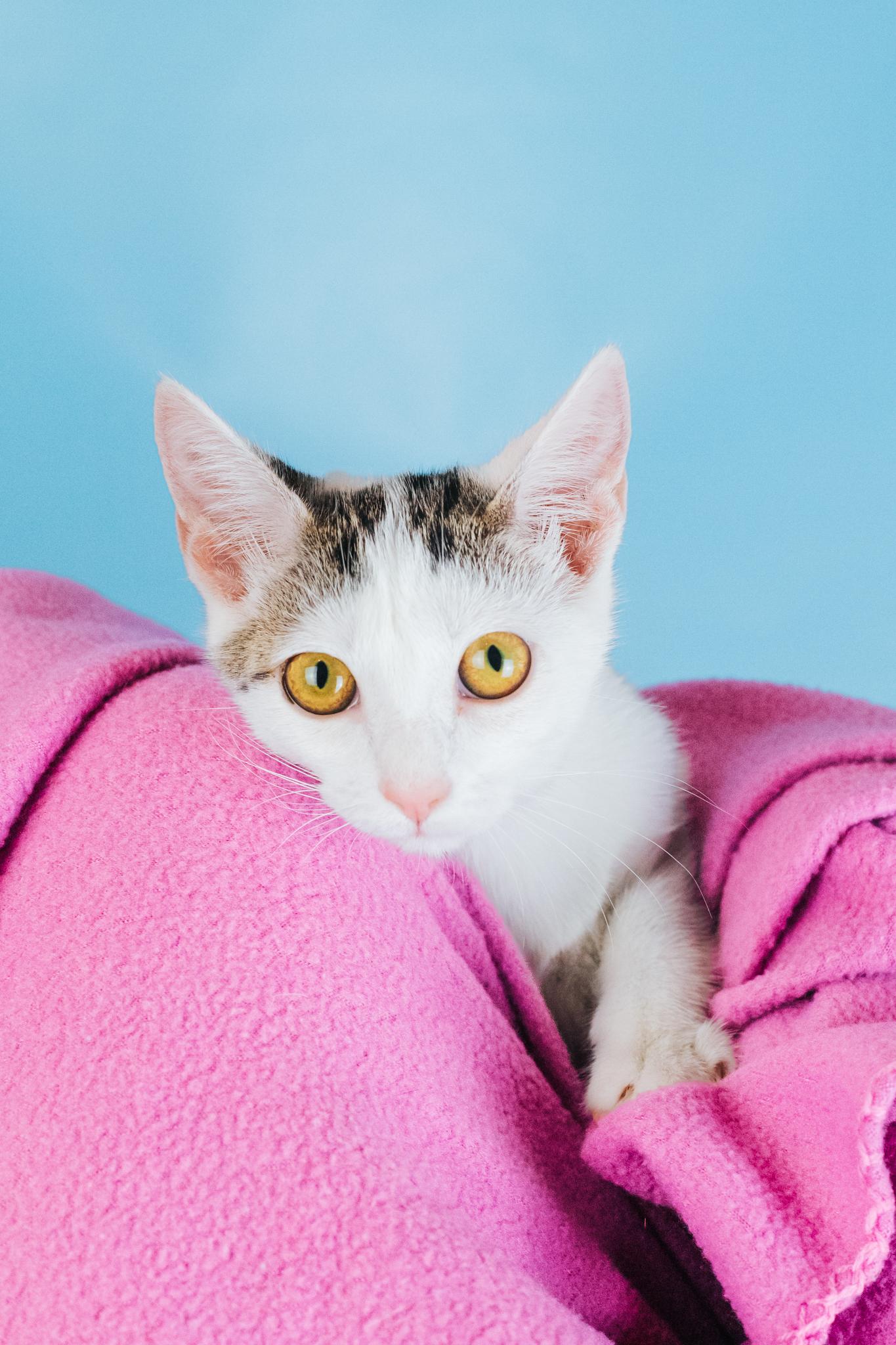 Enola, a Adoptable mixed breed in Minneapolis, MN image 4/4