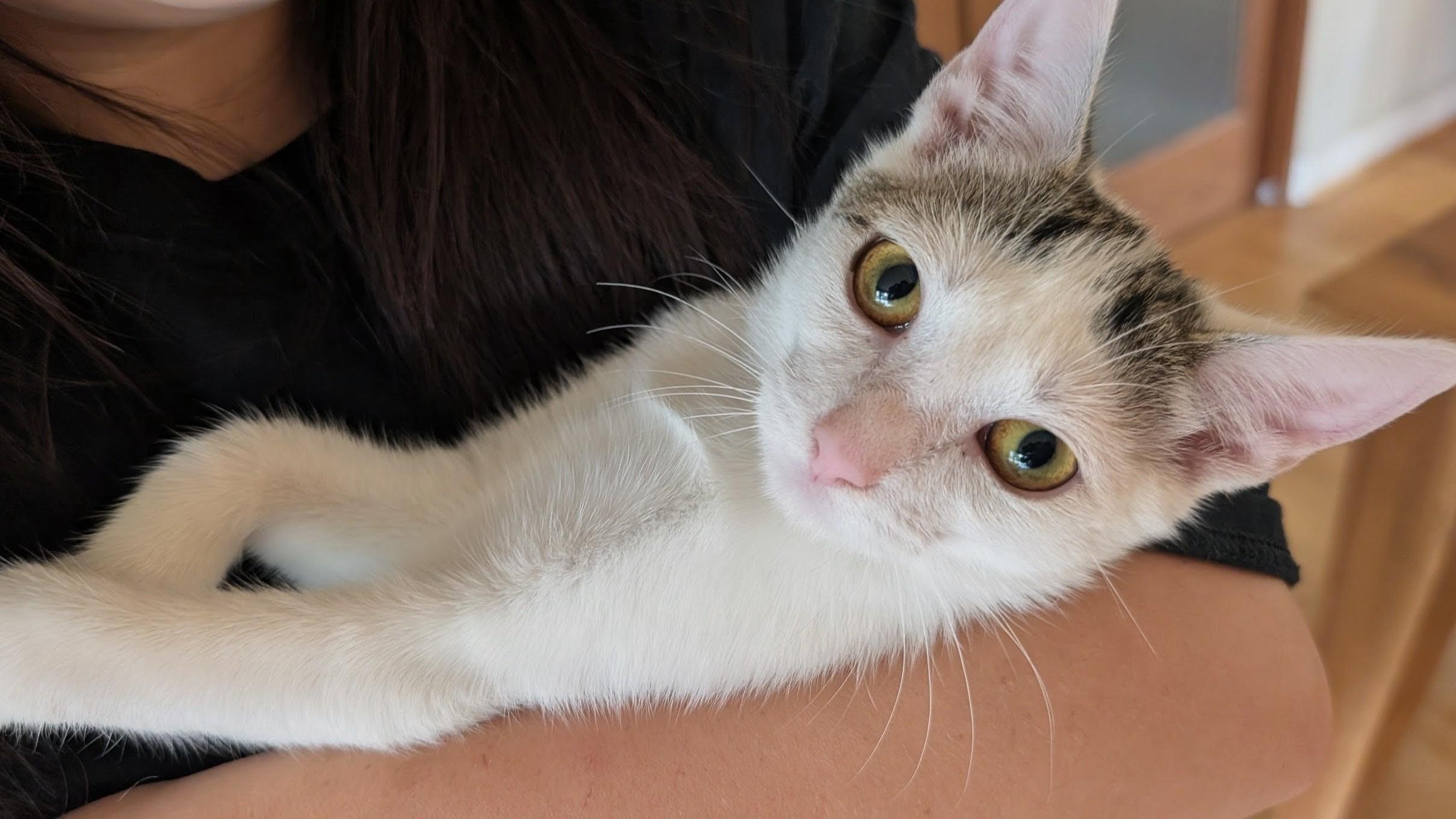 Enola, a Adoptable mixed breed in Minneapolis, MN image 2/4