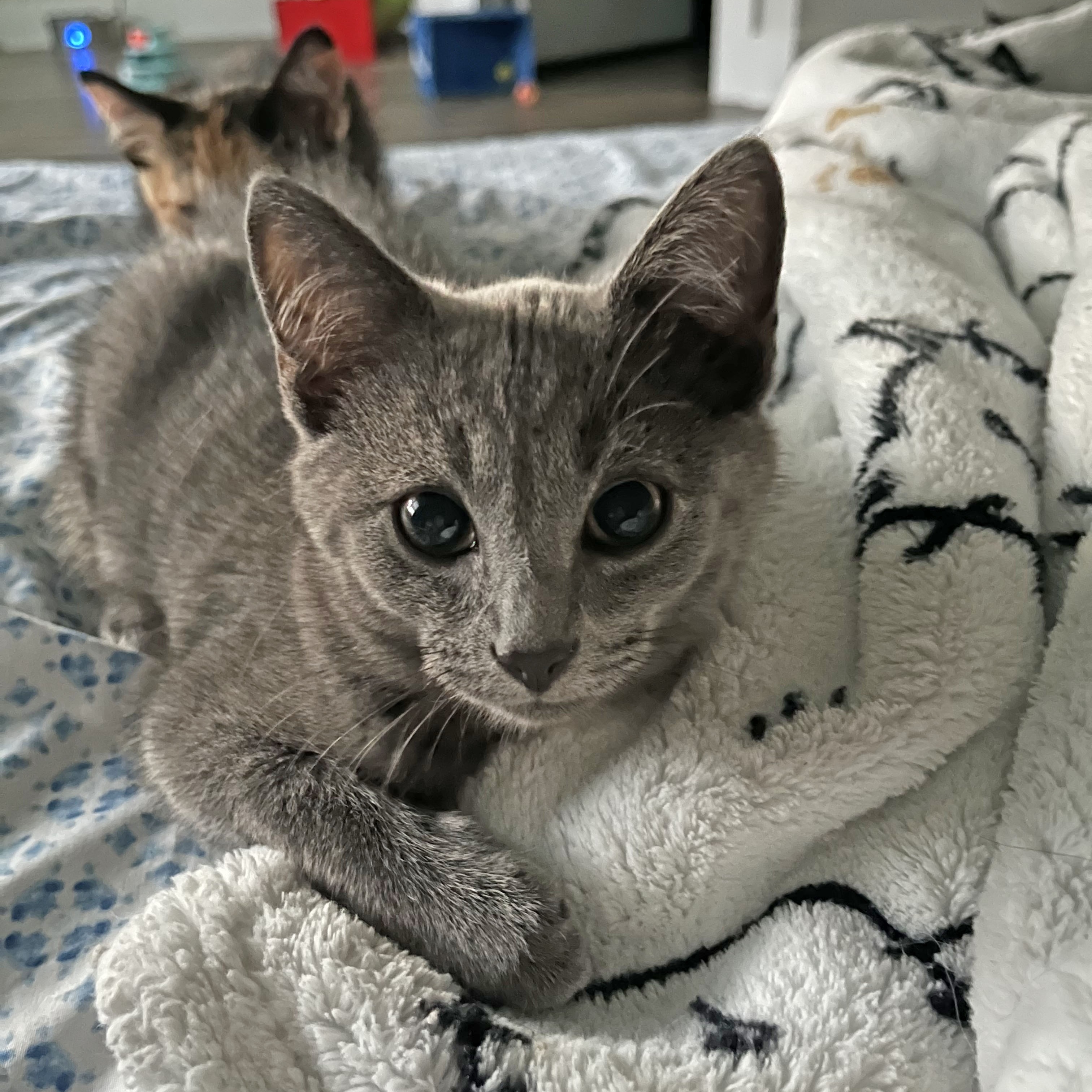 Viktor, Adopted, Kitten Male Russian Blue & Domestic Short Hair.