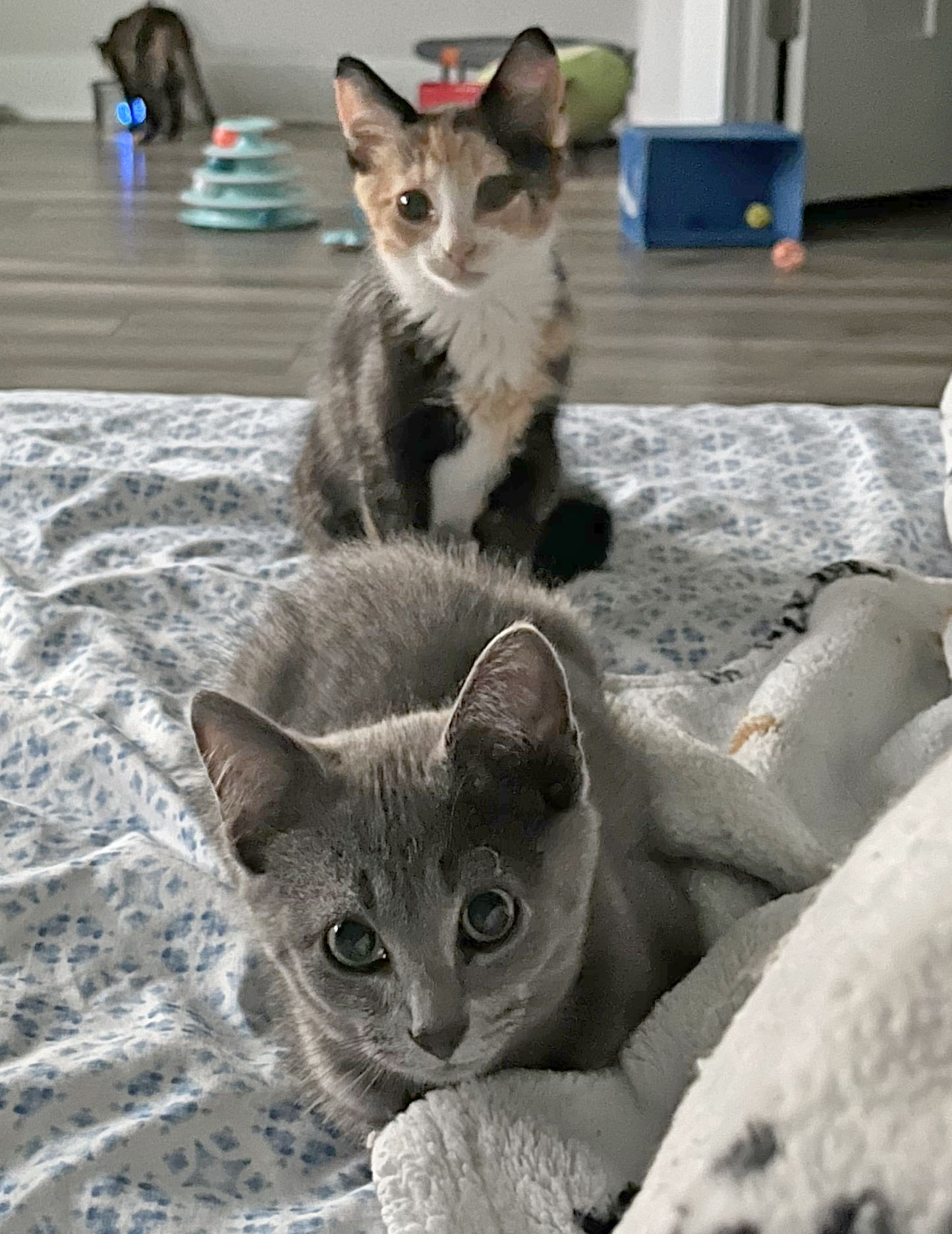 Viktor, a Adopted mixed breed in Mauldin, SC image 2/3