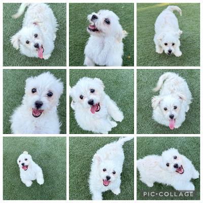 Enlarge Snowball, an adopted Maltipoo in Herald, CA image 1/1