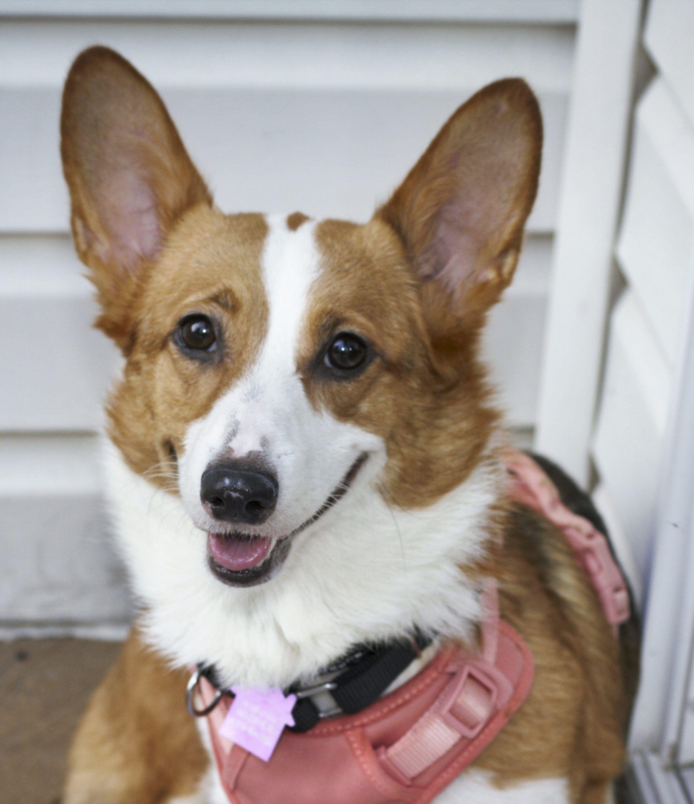 Brynley, Adopted, Adult Female Corgi.