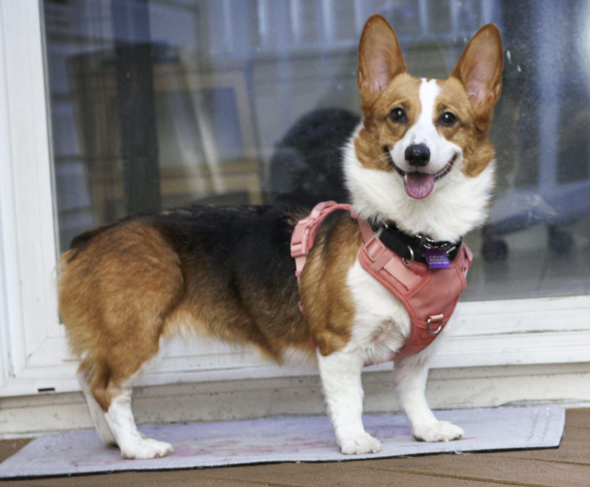 Enlarge Brynley, a Adopted Corgi in Ellicott City, MD image 5/5