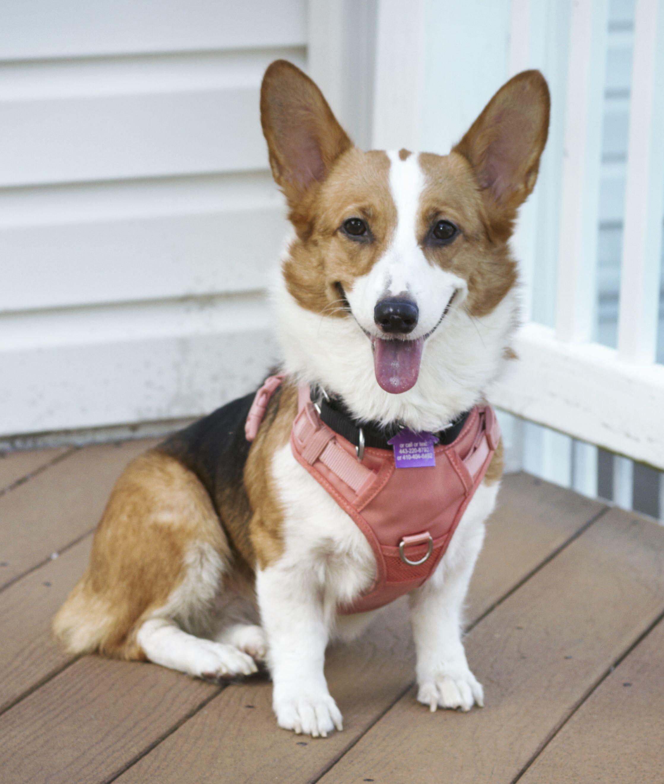 Enlarge Brynley, a Adopted Corgi in Ellicott City, MD image 3/5