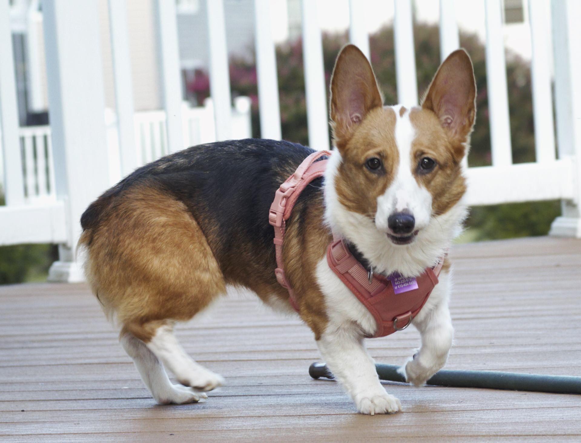 Enlarge Brynley, a Adopted Corgi in Ellicott City, MD image 4/5