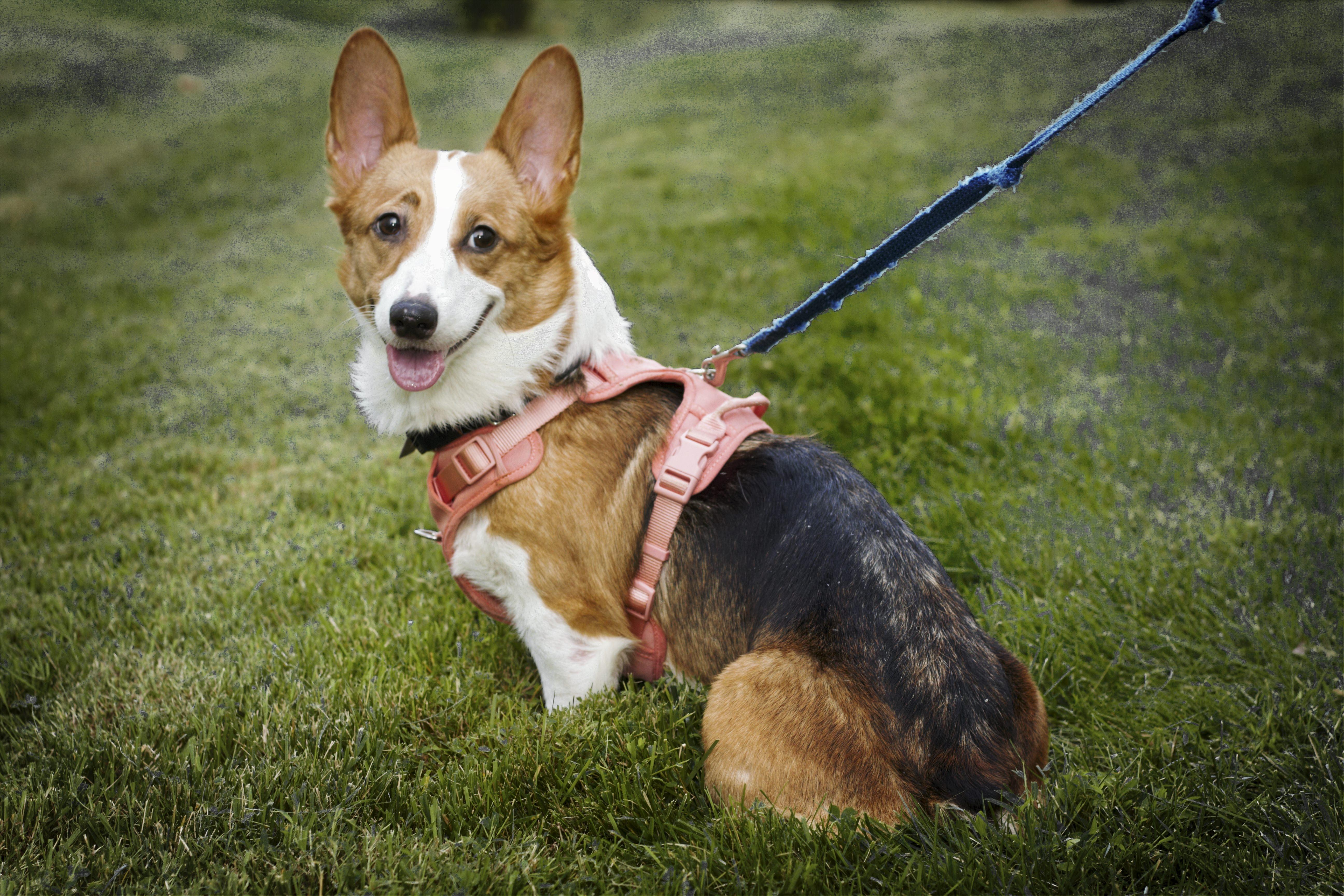 Enlarge Brynley, a Adopted Corgi in Ellicott City, MD image 2/5