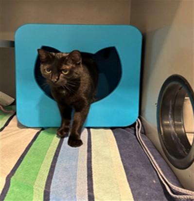 Enlarge BANANA BREAD, a Adoptable Domestic Short Hair in Leesburg, VA image 1/1