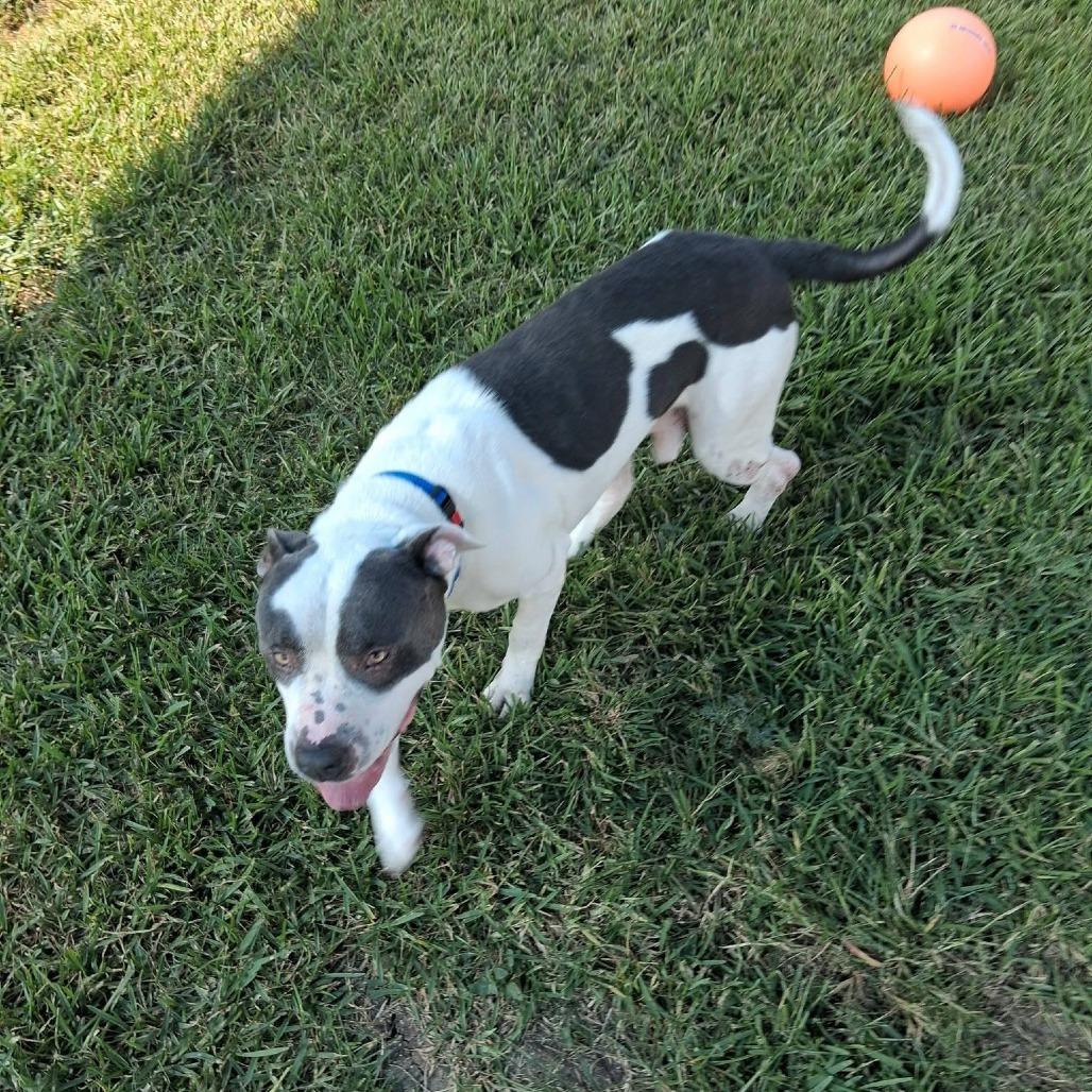 Enlarge Otis, a Adoptable Mixed Breed in Dickinson, TX image 1/6