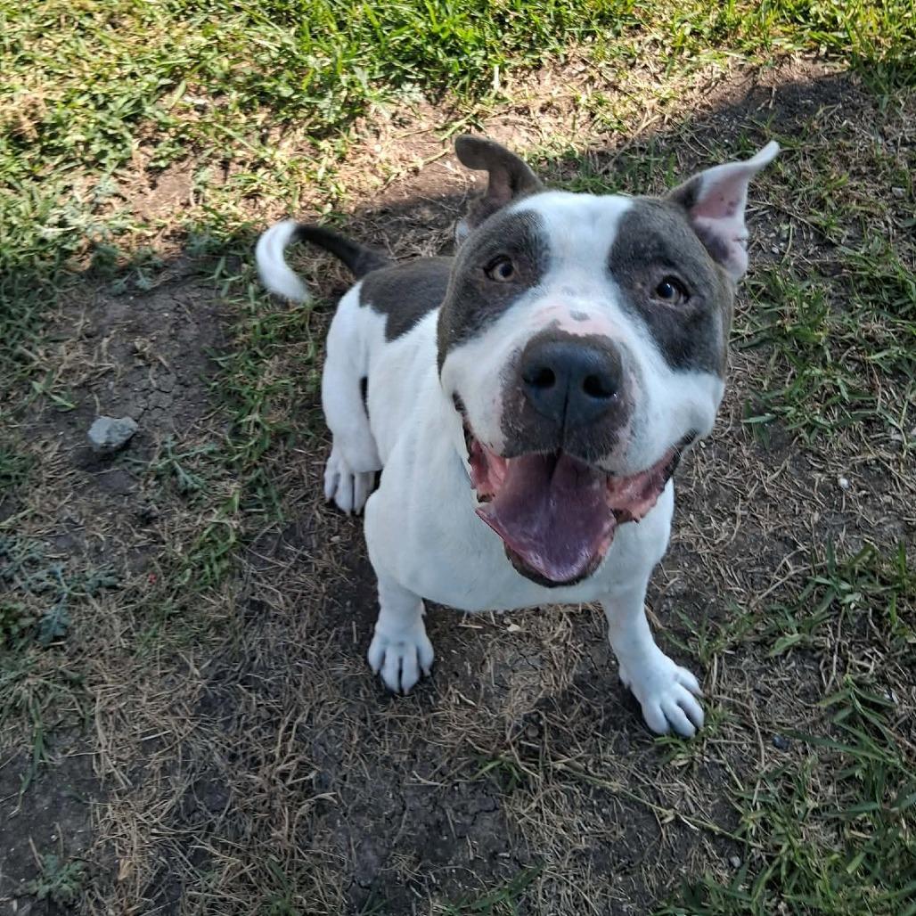 Otis, Adoptable, Adult Male Mixed Breed.