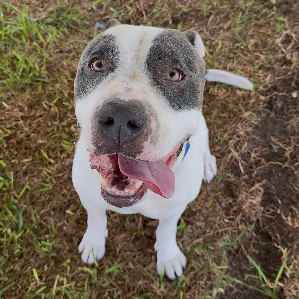 Otis, a Adoptable Mixed Breed in Dickinson, TX image 2/3