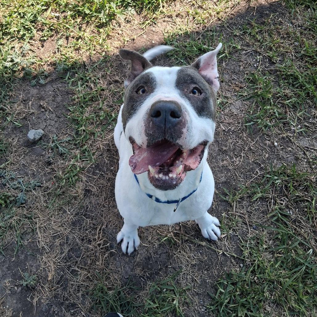 Enlarge Otis, a Adoptable Mixed Breed in Dickinson, TX image 5/6