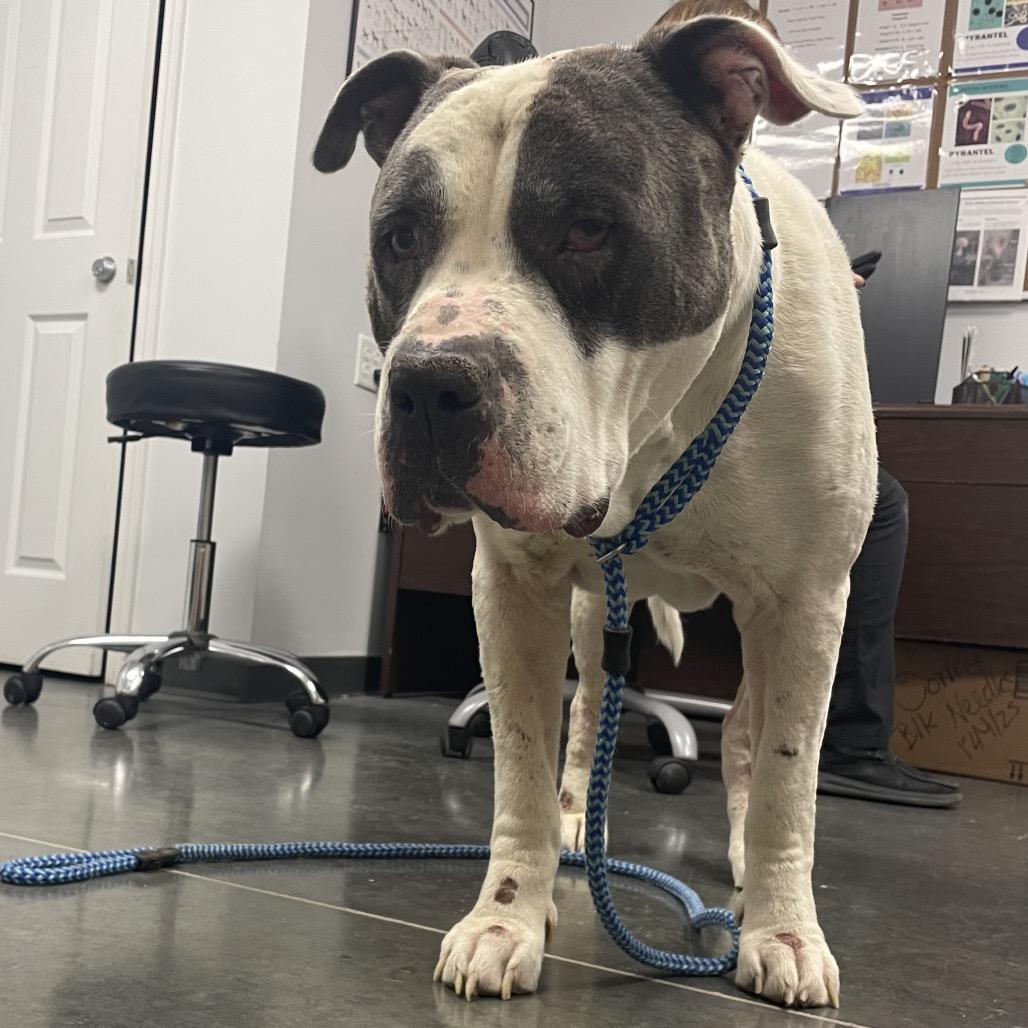 Otis, Adoptable, Adult Male Mixed Breed.