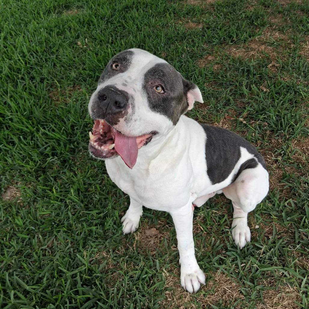 Otis, a Adoptable Mixed Breed in Dickinson, TX image 2/3