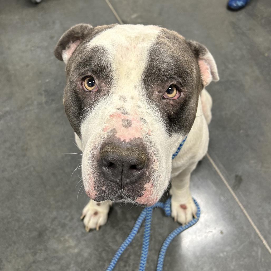 Enlarge Otis, a Adoptable Mixed Breed in Dickinson, TX image 2/2