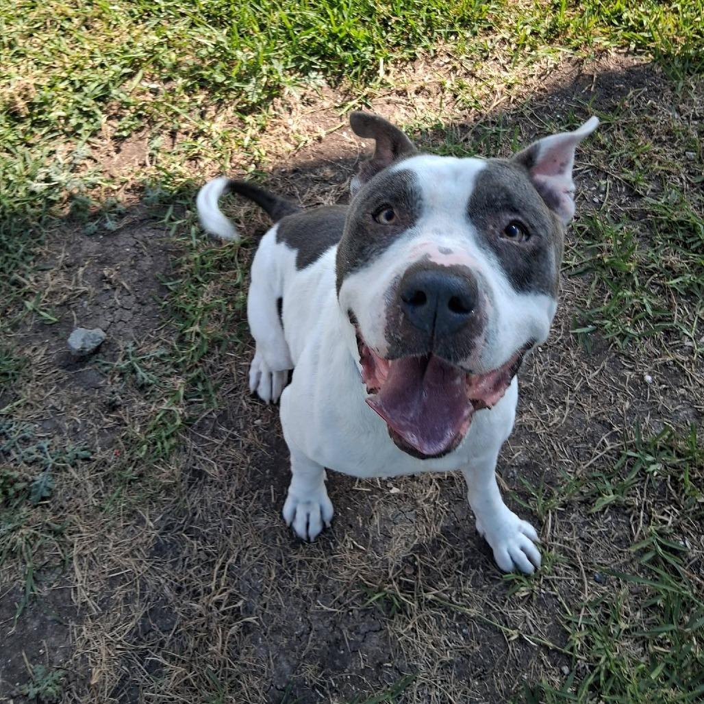 Enlarge Otis, a Adoptable Mixed Breed in Dickinson, TX image 6/6