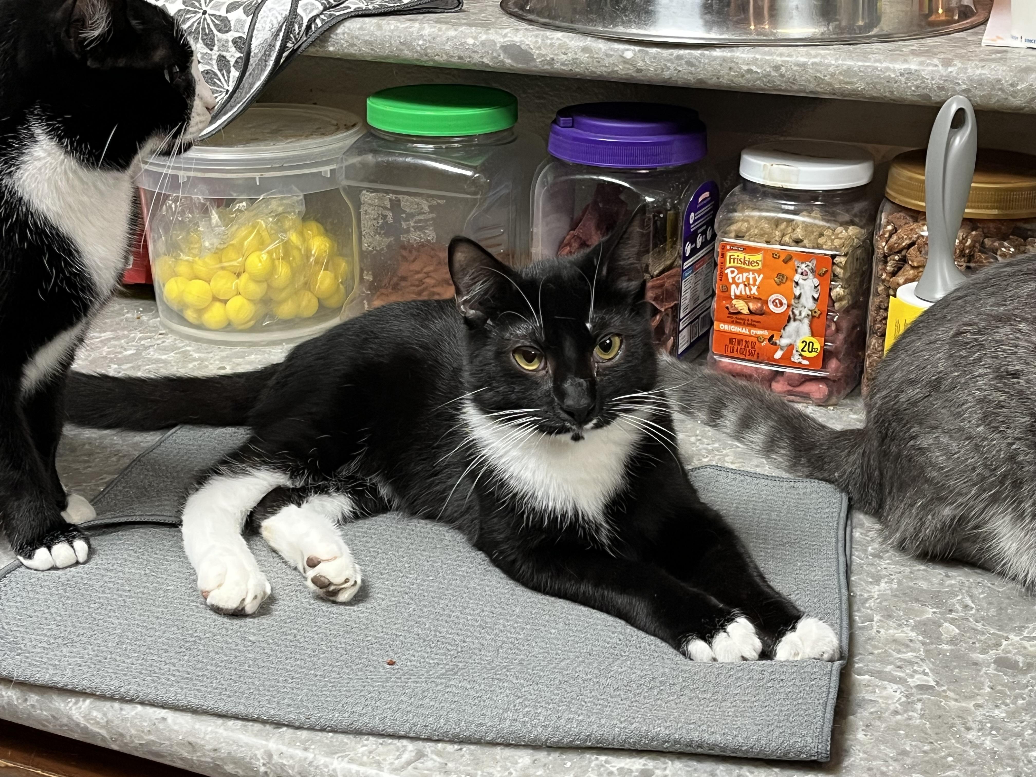 Tuxie, a Adoptable Domestic Short Hair in Gresham, OR image 2/4