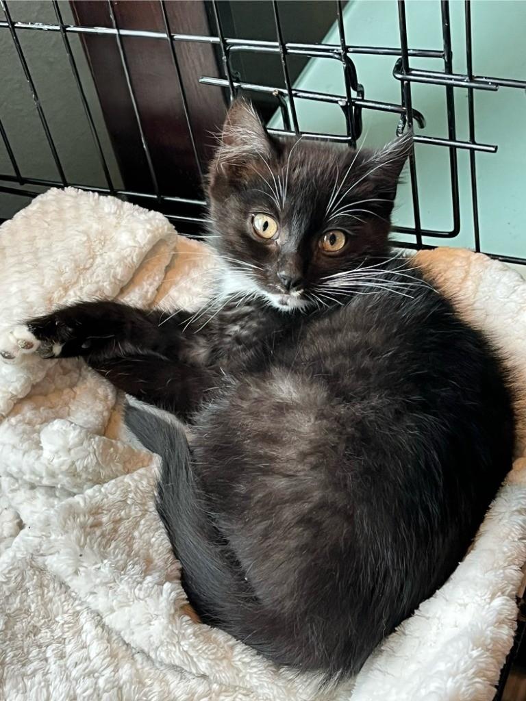 Tuxie, a Adoptable Domestic Short Hair in Gresham, OR image 4/4