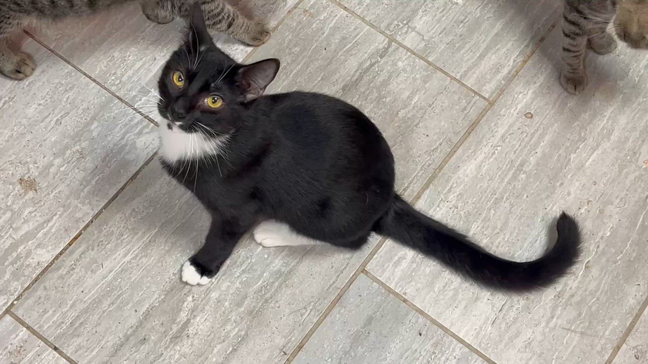 Enlarge Tuxie, a Adoptable Domestic Short Hair in Gresham, OR video 3/4