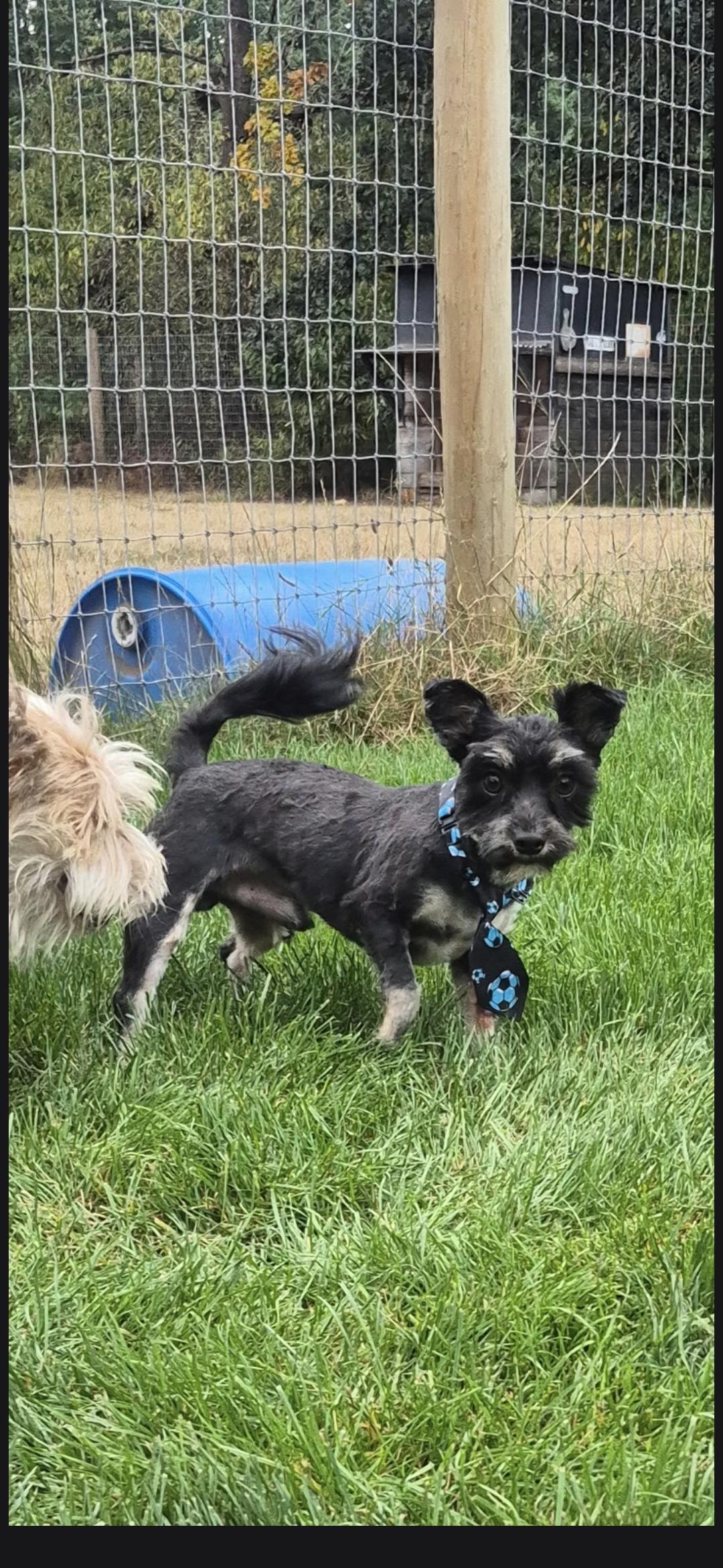 Jax, Adoptable, Young Male Mixed Breed.