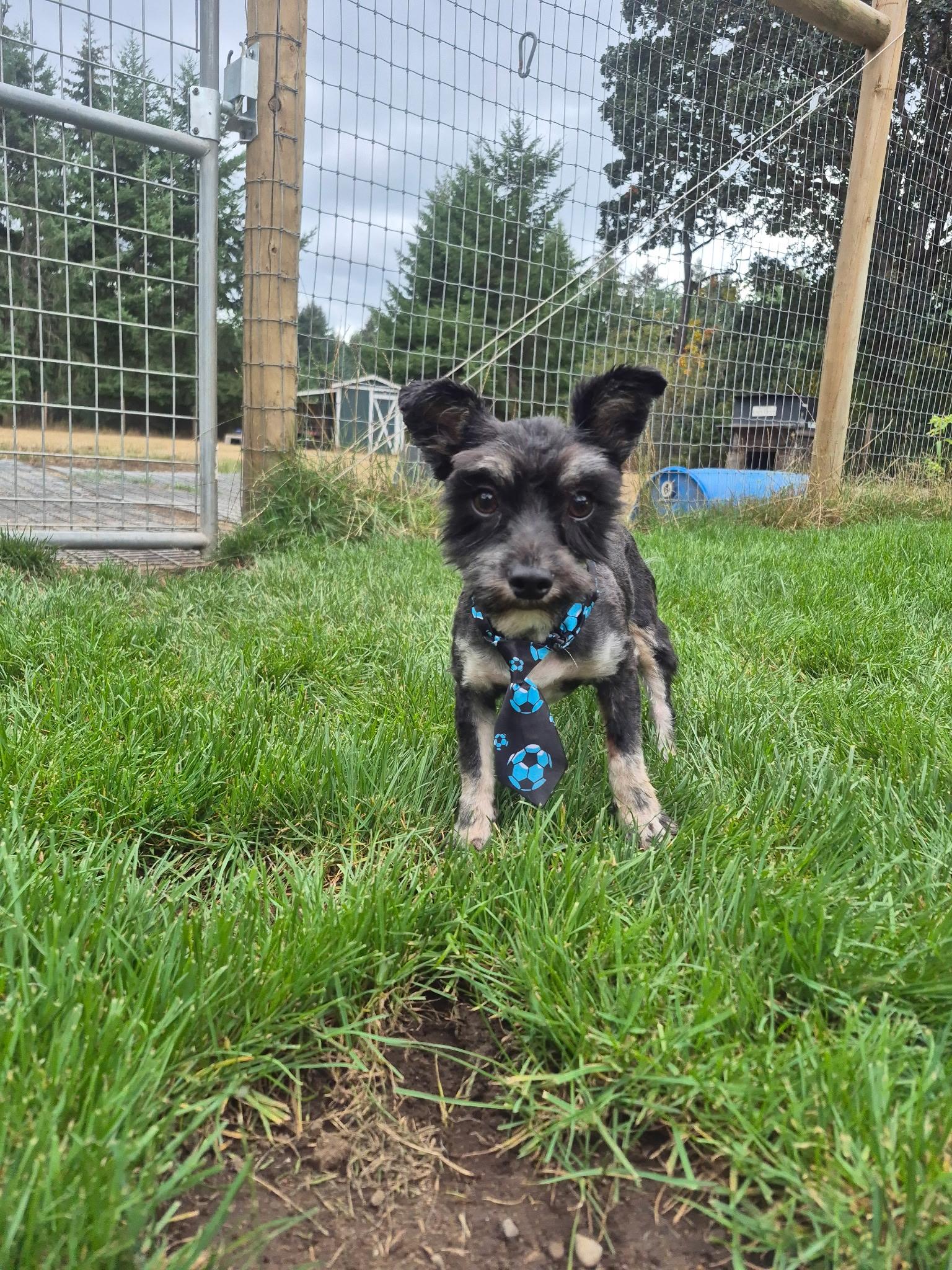 Enlarge Jax, a Adoptable mixed breed in Olympia, WA image 3/3