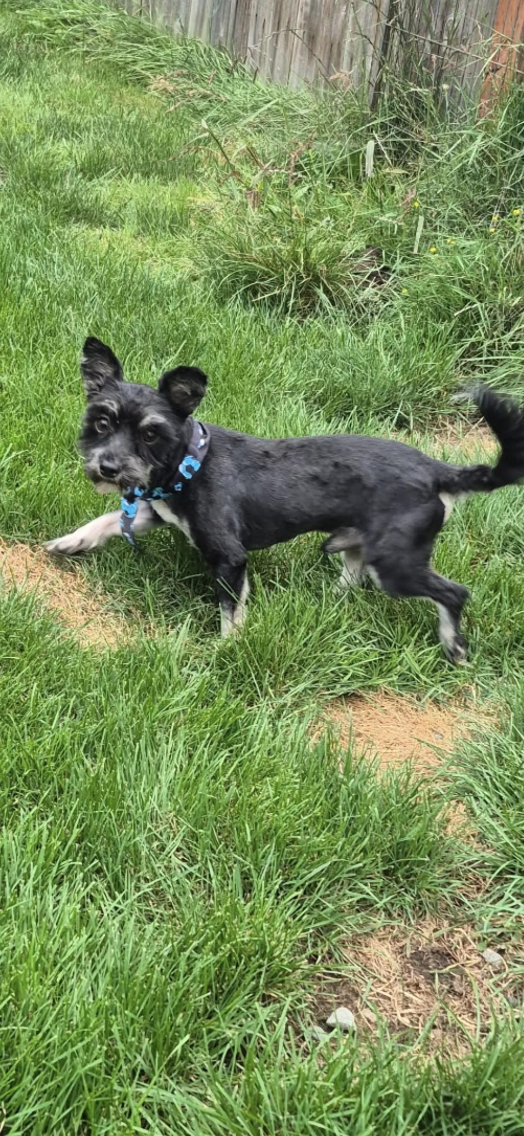 Enlarge Jax, a Adoptable mixed breed in Olympia, WA image 2/3