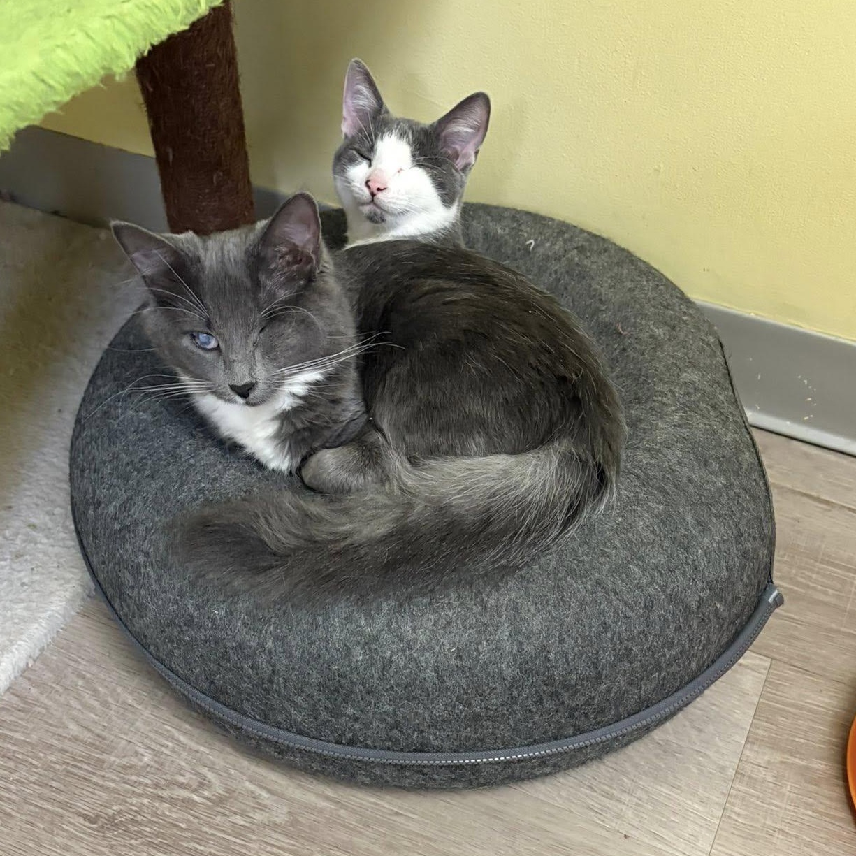 Margot bonded w/Mabel