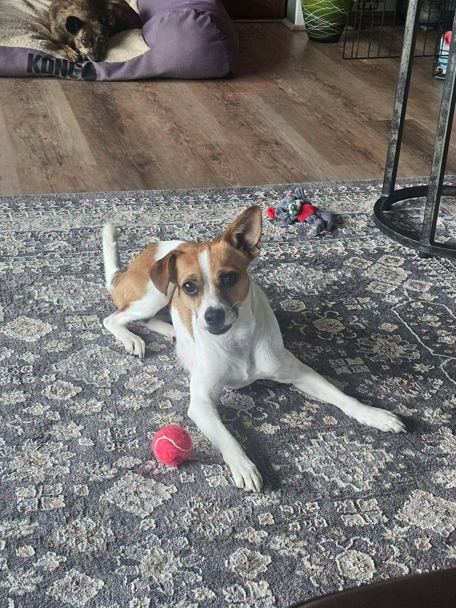 Rhian, Adoptable, Young Female Terrier & Jack Russell Terrier.