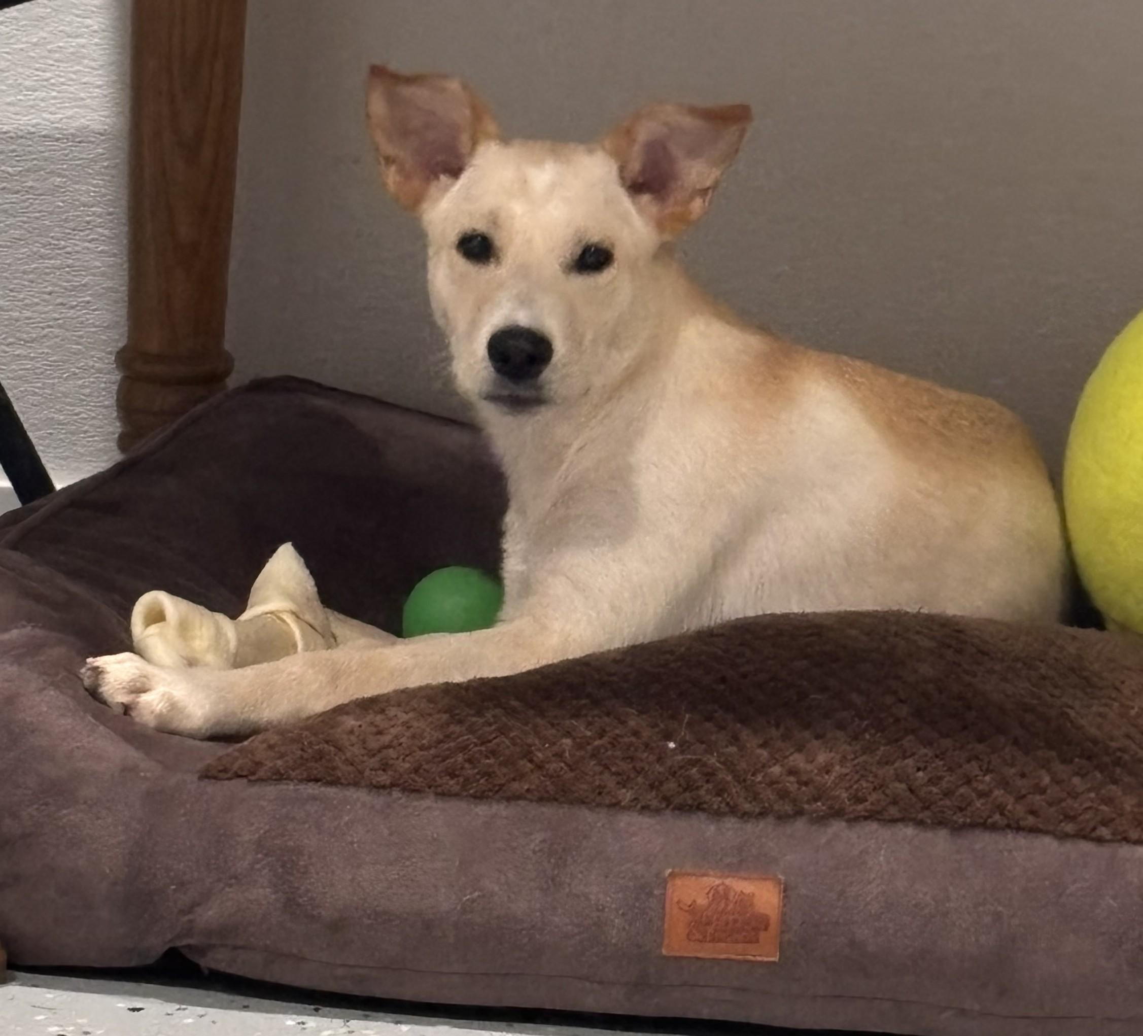 Enlarge Bisher, a Adoptable mixed breed in Marengo, IL image 3/6
