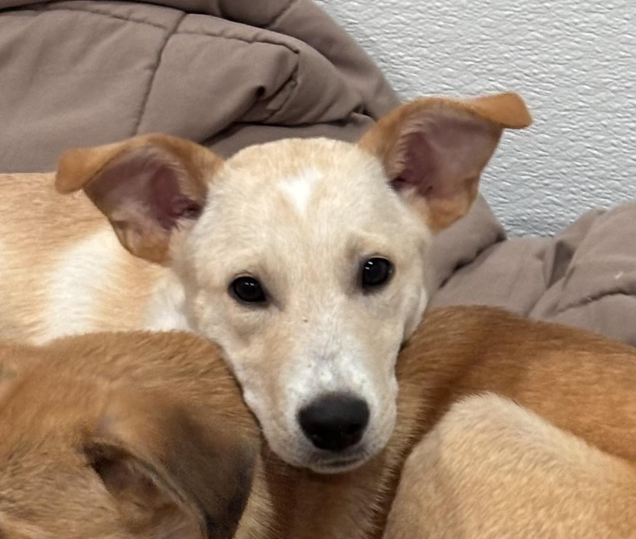 Bisher, Adoptable, Puppy Male Shepherd & Labrador Retriever.