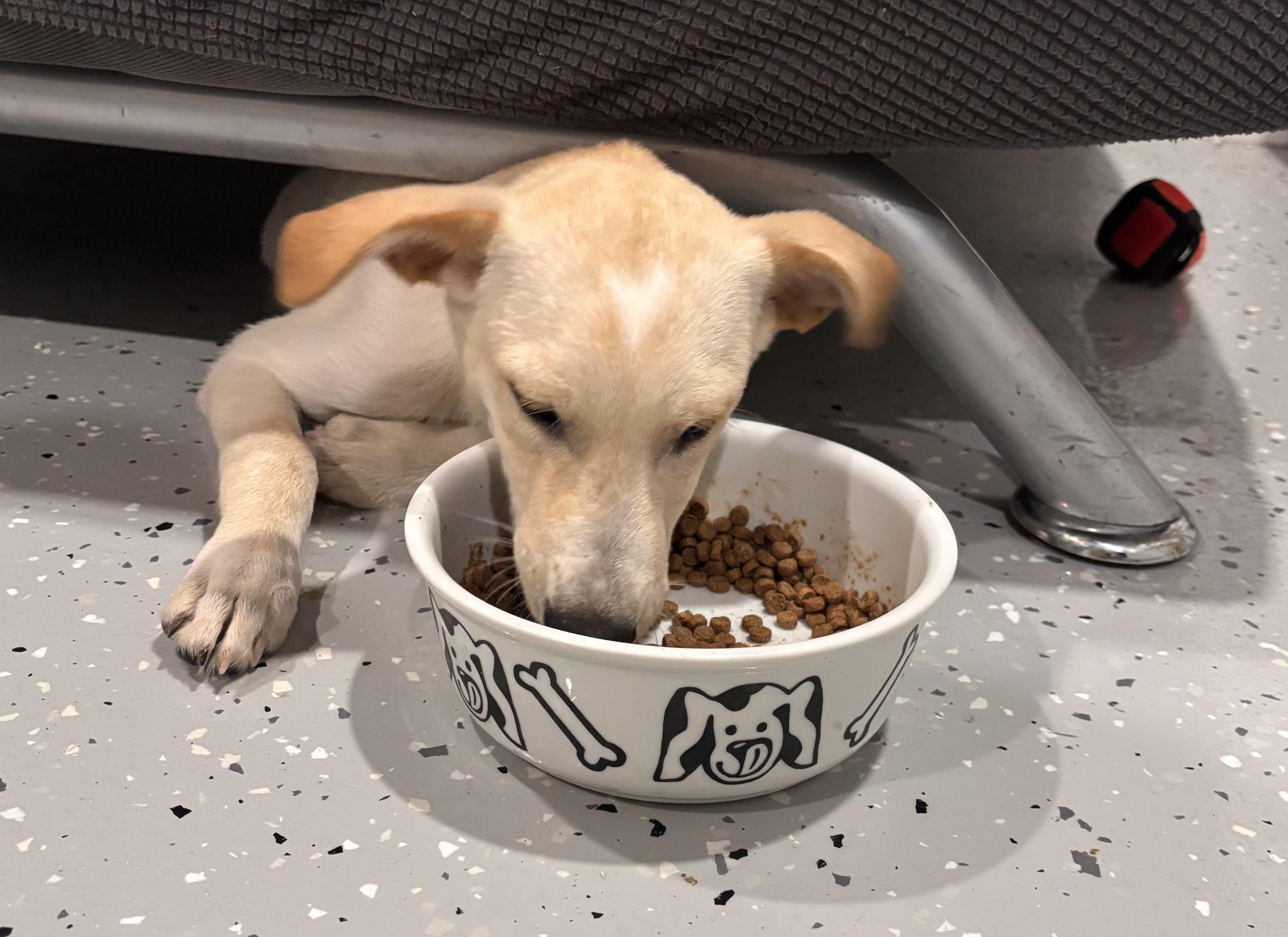 Enlarge Bisher, a Adoptable mixed breed in Marengo, IL image 5/6