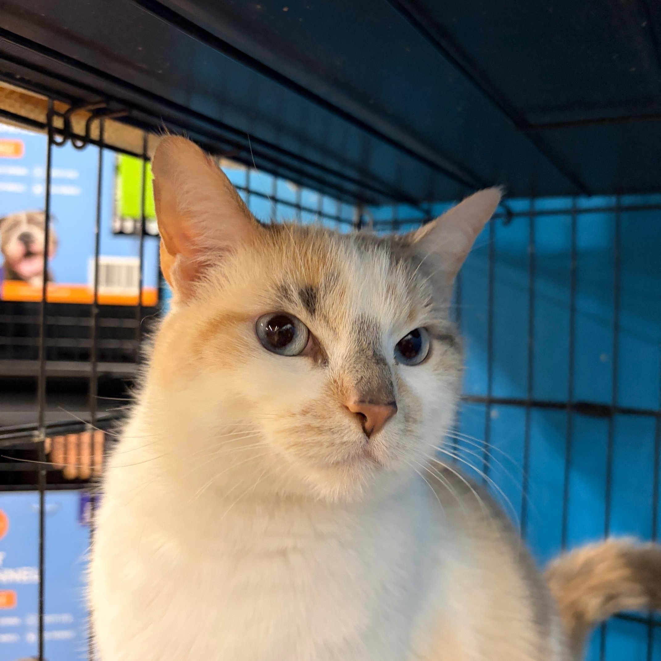 Enlarge Judy, an adopted Domestic Short Hair in Louisville, KY image 1/3