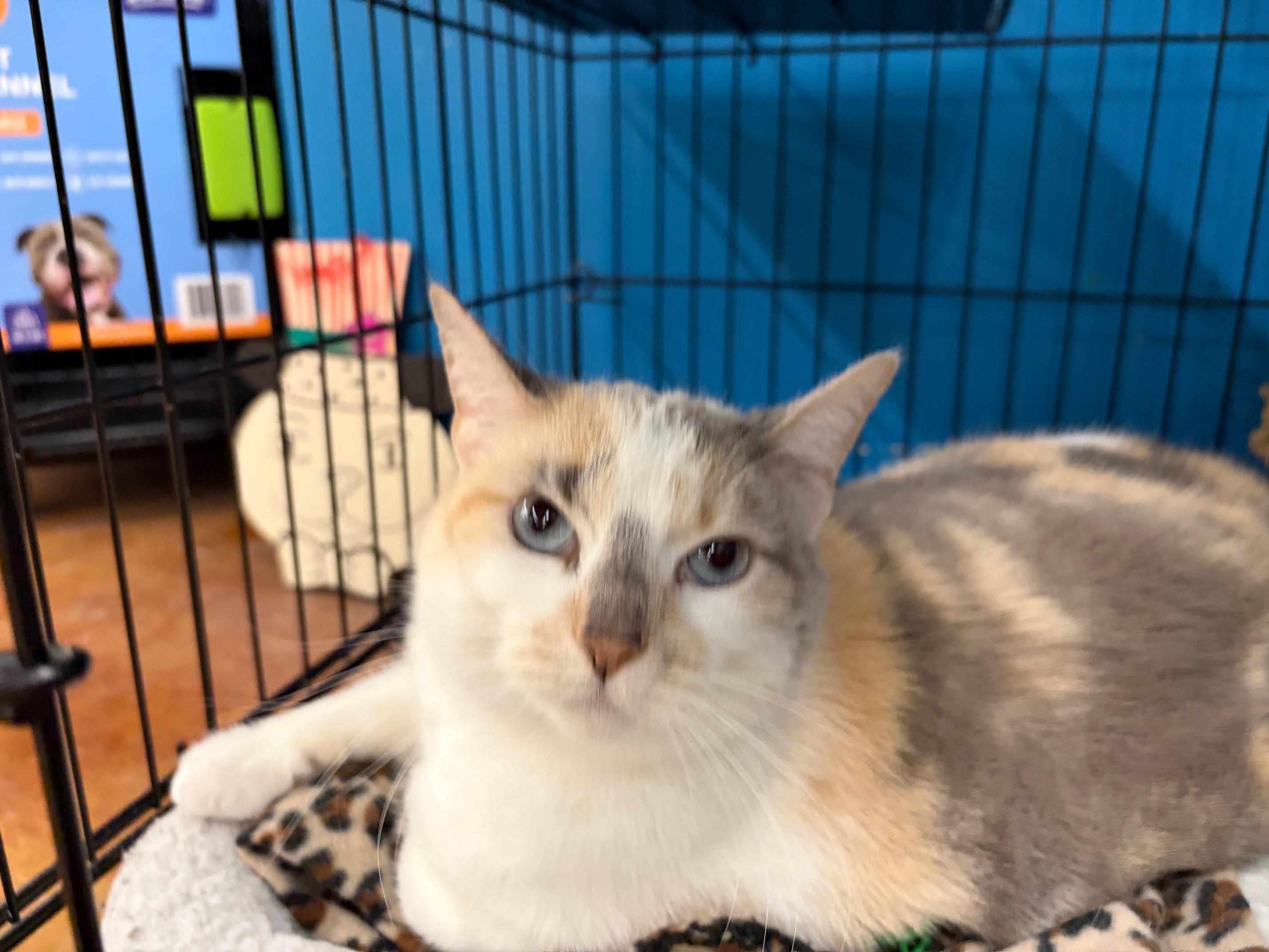 Enlarge Judy, an adopted Domestic Short Hair in Louisville, KY image 3/3