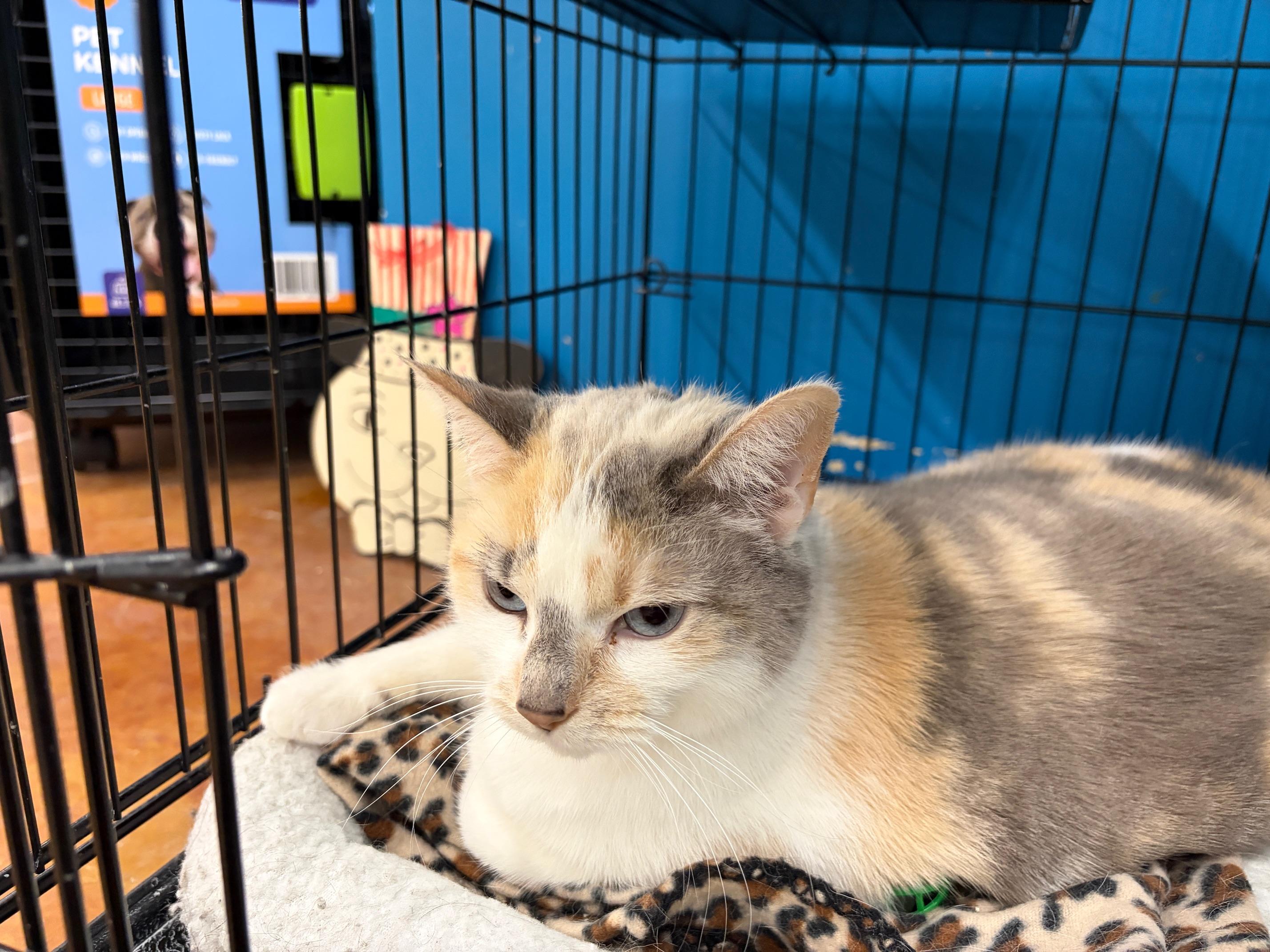 Enlarge Judy, an adopted Domestic Short Hair in Louisville, KY image 2/3