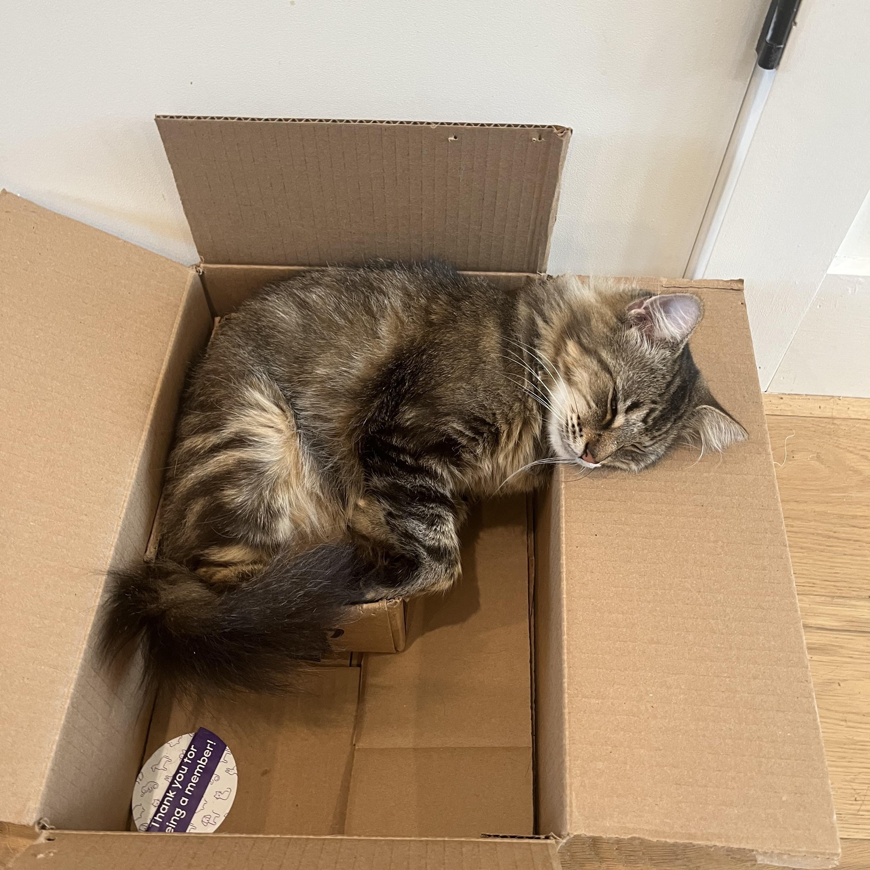 Enlarge Cricket, a Adoptable Domestic Long Hair in Atlanta, GA image 4/6