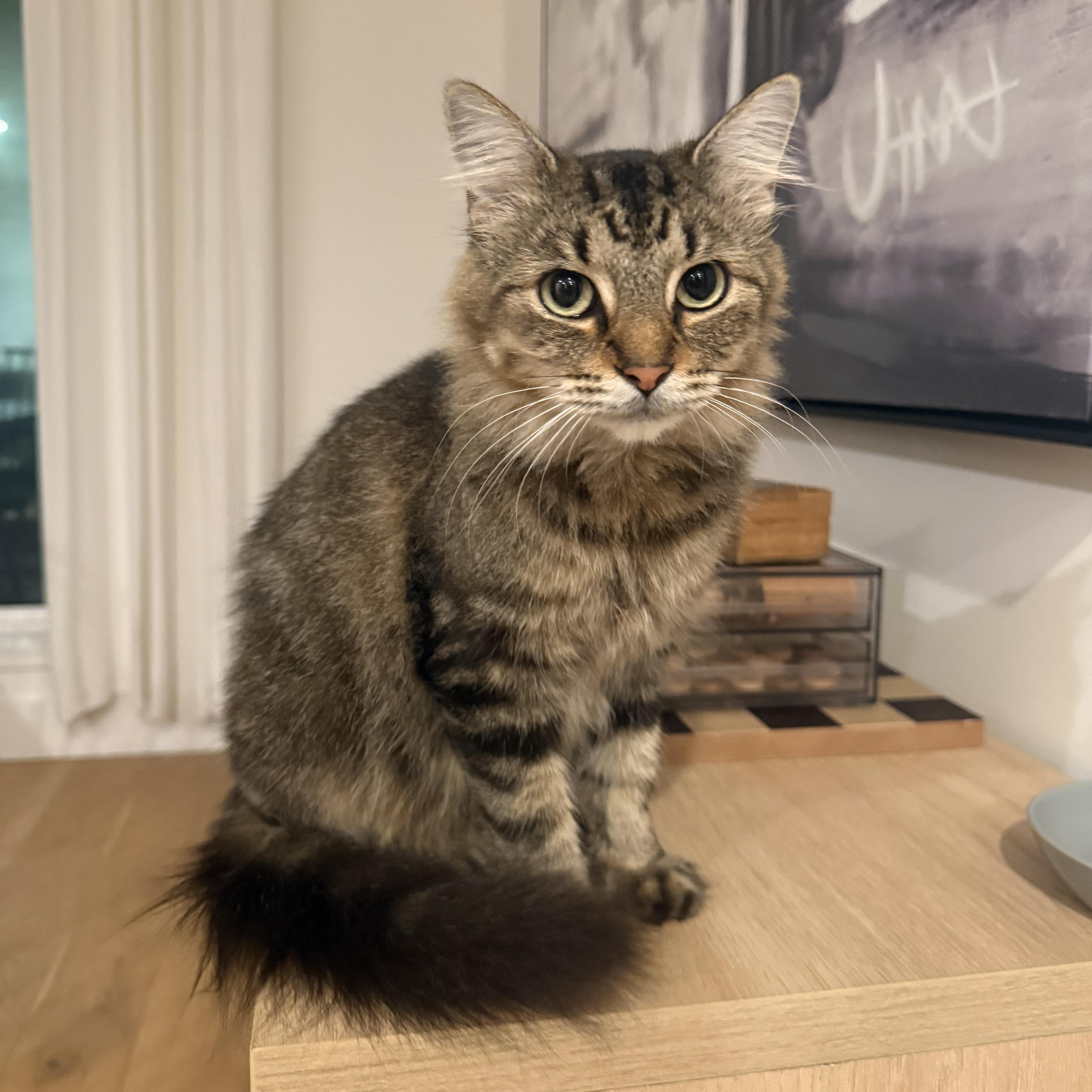 Cricket, Adoptable, Adult Female Domestic Long Hair.