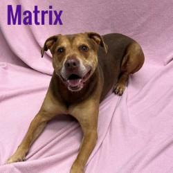 Matrix, Adult Male unknown